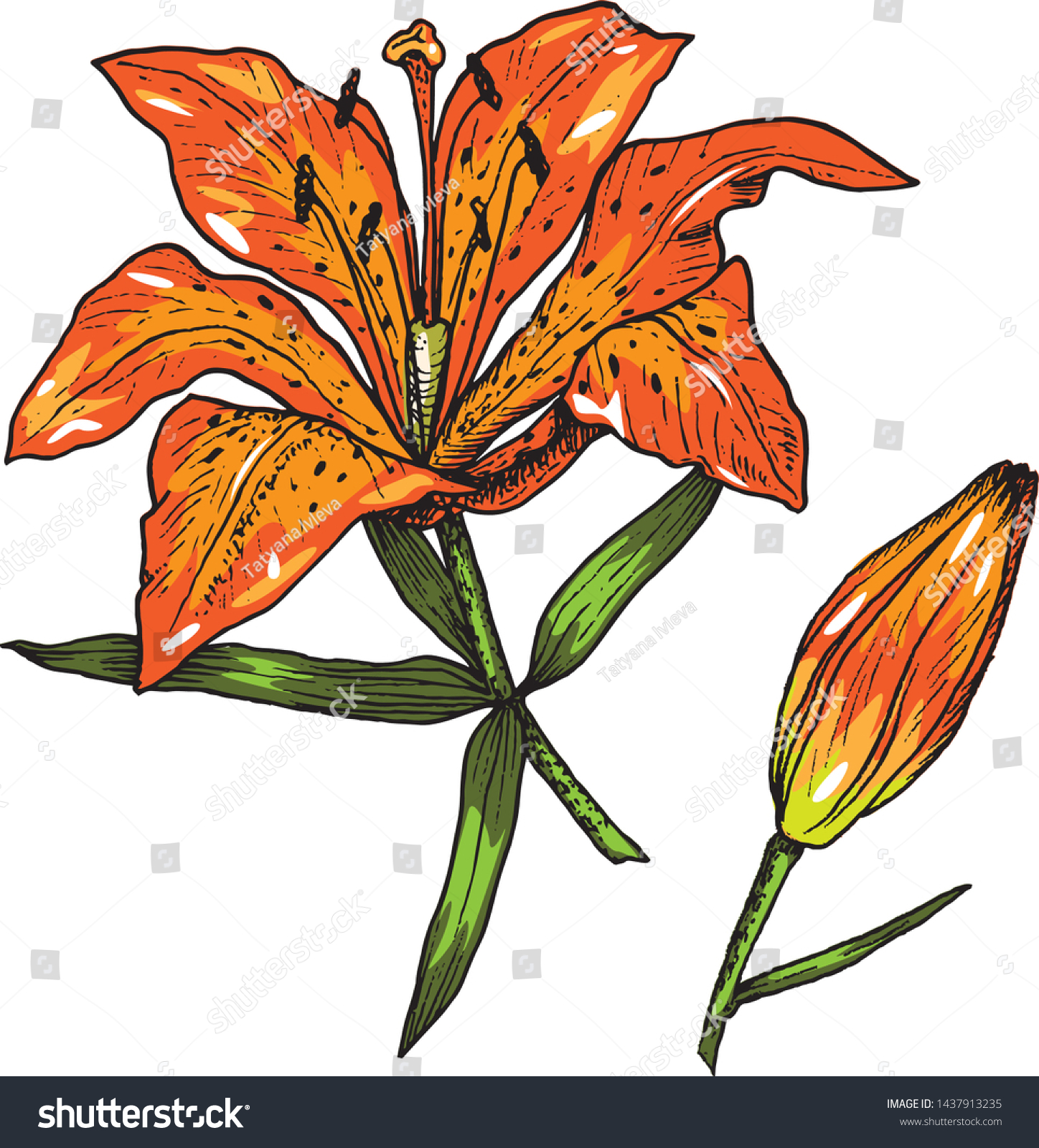 Isolated Vector Illustration Orange Tiger Lily Stock Vector (Royalty ...