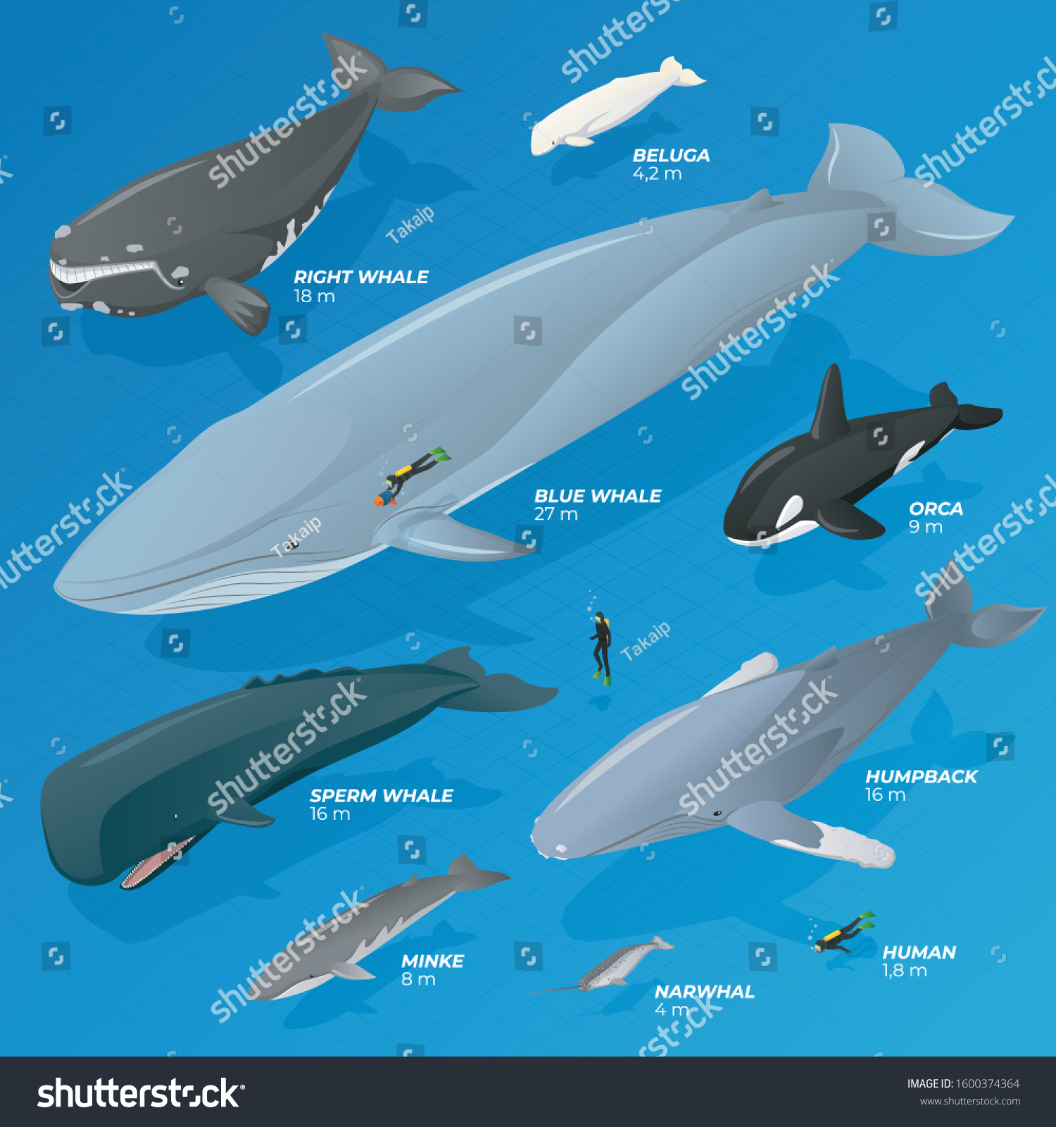 Isometric Type Comparison Whales Stock Vector (Royalty Free) 1600374364 ...