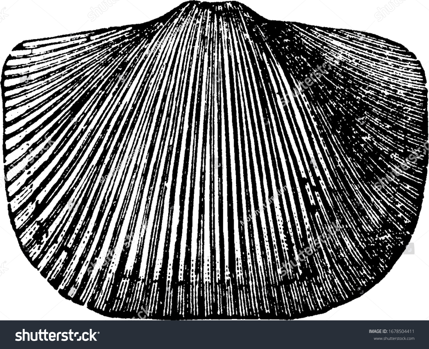 Image Orthis Mollusk Type Shell Formed Stock Vector (Royalty Free ...