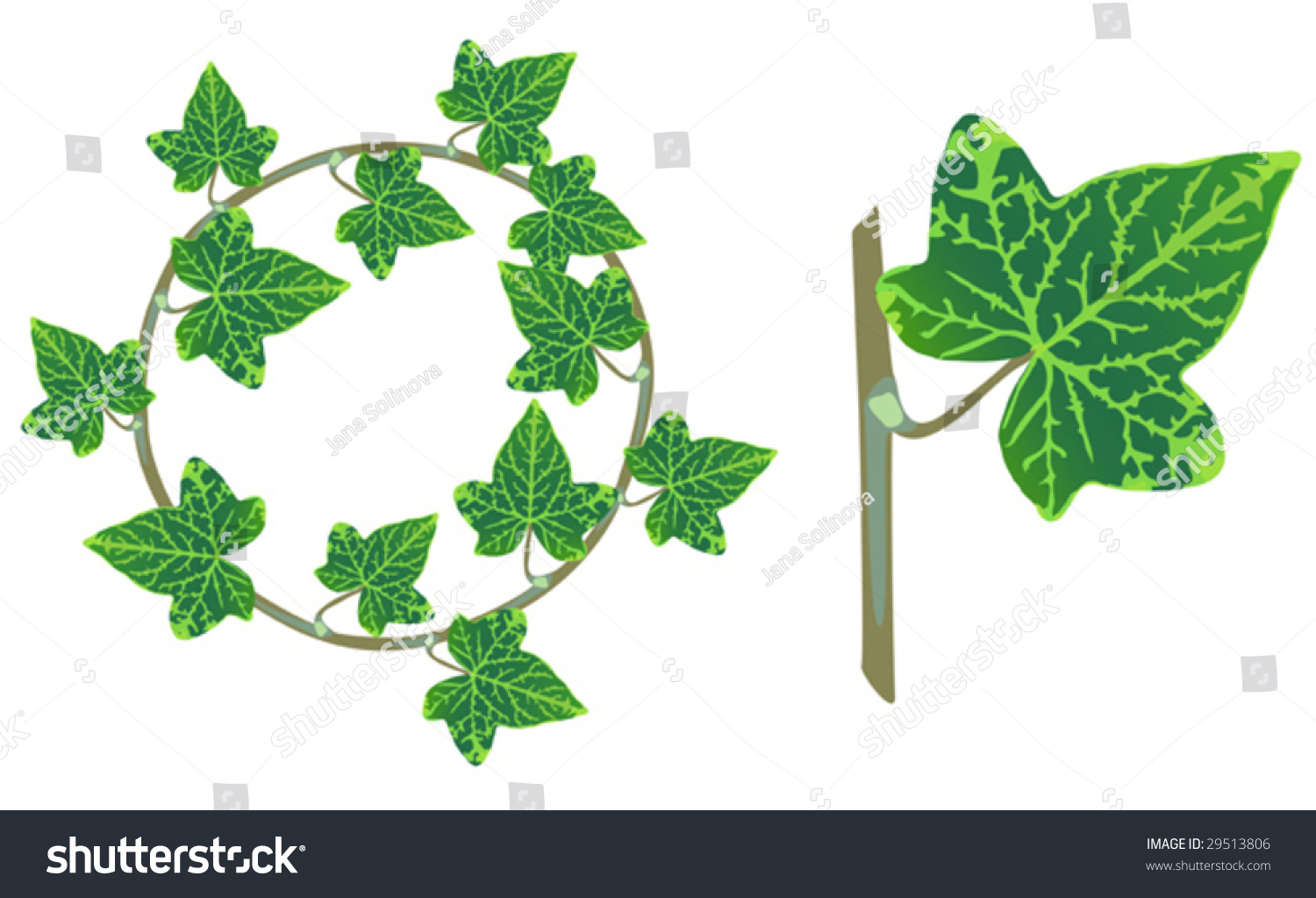 Ivy Design Elements Isolated On White Stock Vector 