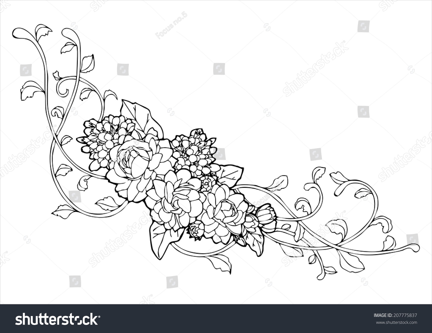 Line Drawing Jasmine Flower : Jasmine flower vine line drawing vector stock