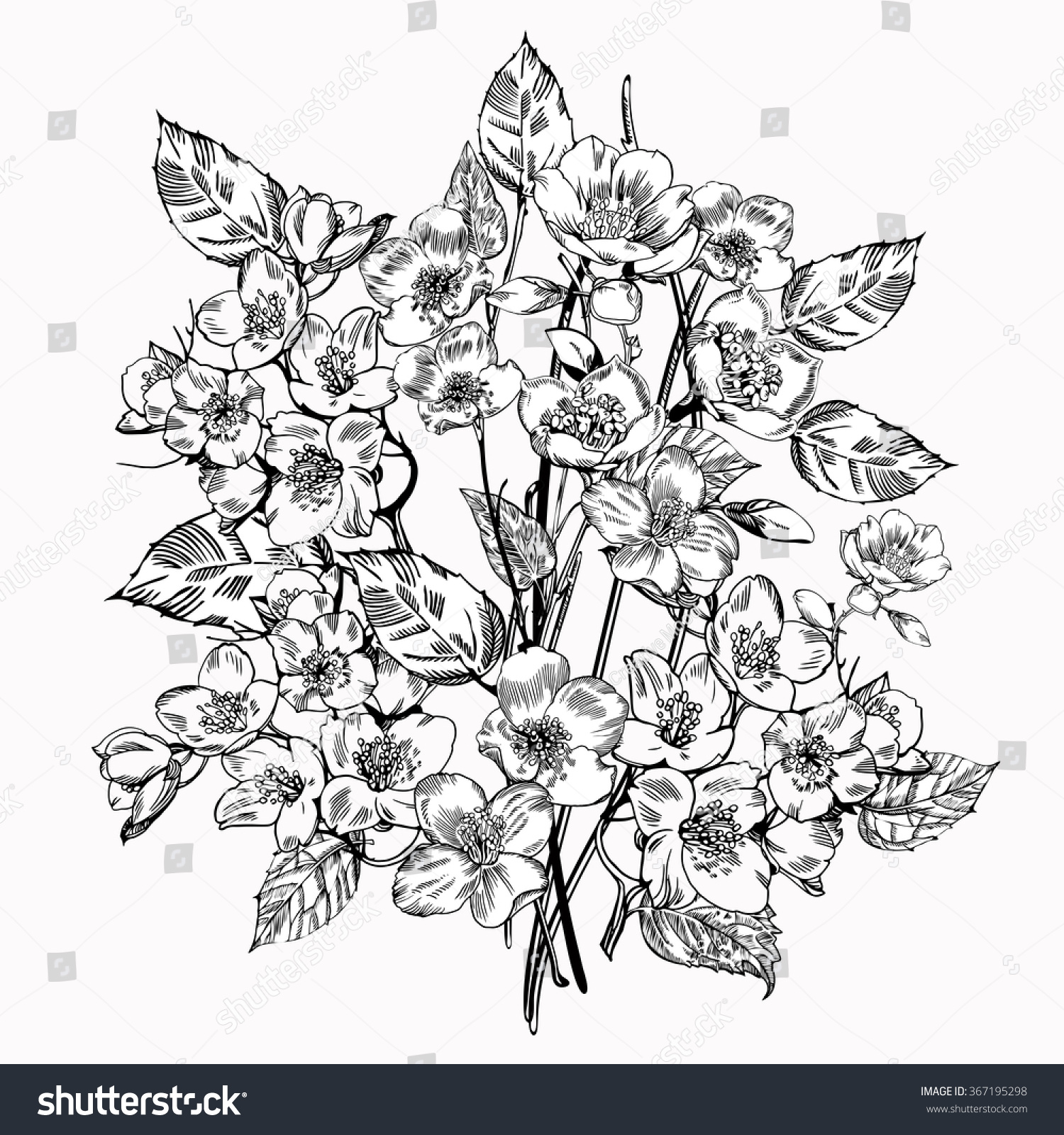 ジャスミンの花 ビンテージの優雅な花 白黒のベクターイラスト 植物学 のベクター画像素材 ロイヤリティフリー