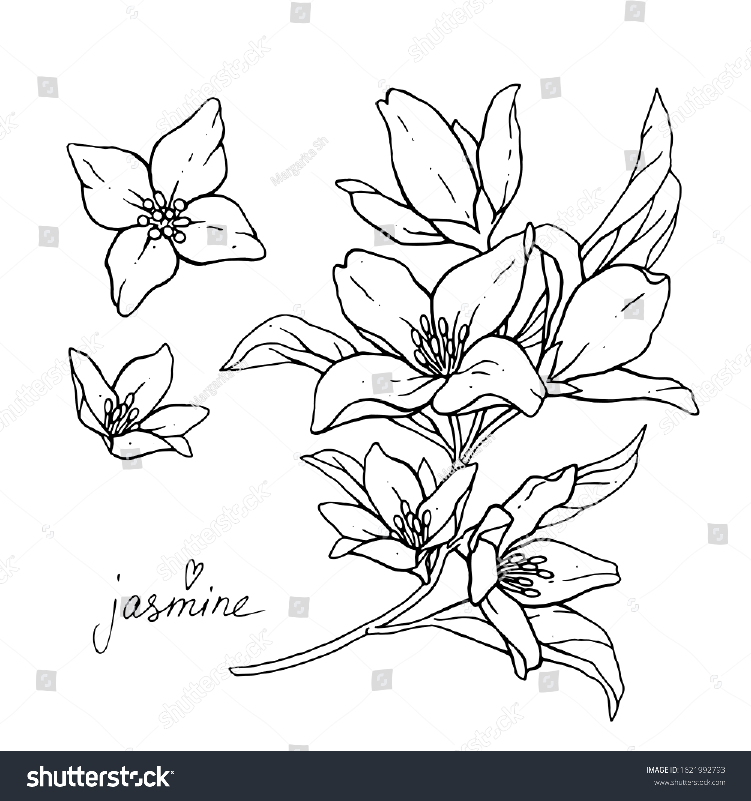 Jasmine flower sketch Images, Stock Photos & Vectors | Shutterstock