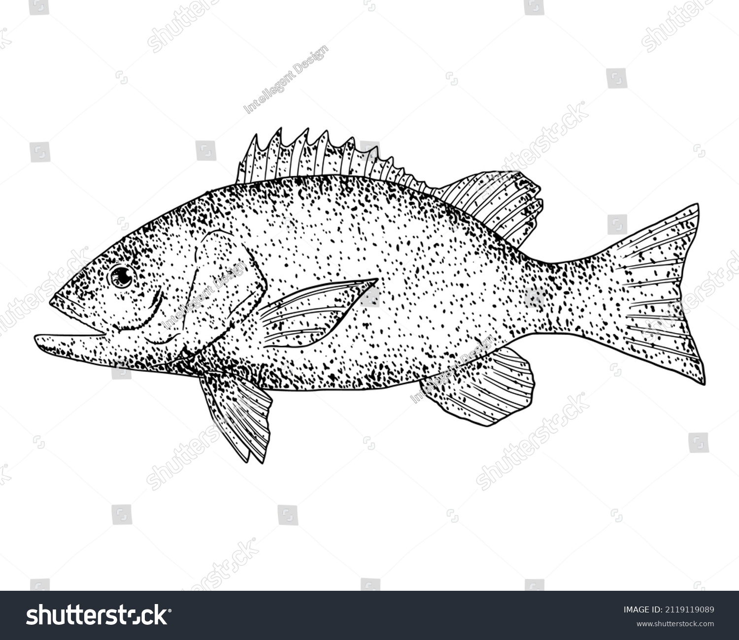 John Snapper Fish Illustration Drawing Engraving Stock Vector (Royalty ...