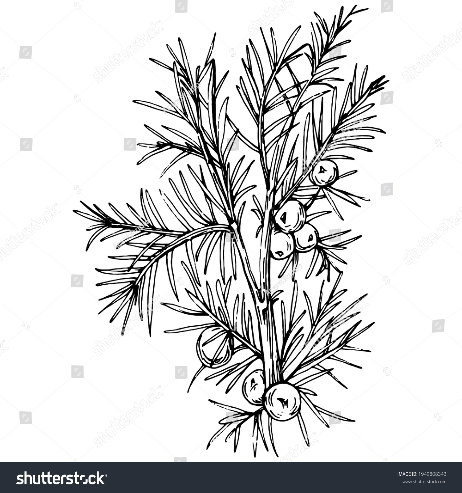 Juniper Vector Drawing Isolated Vintage Illustration Stock Vector ...