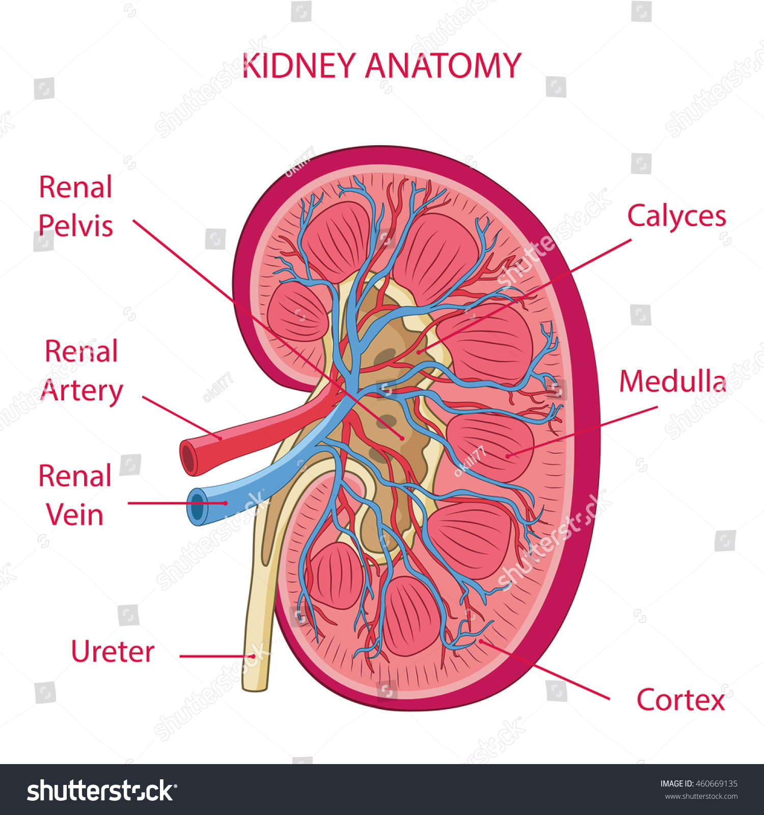 Kidney Anatomy Illustration Vector Stock Vector 460669135 - Shutterstock