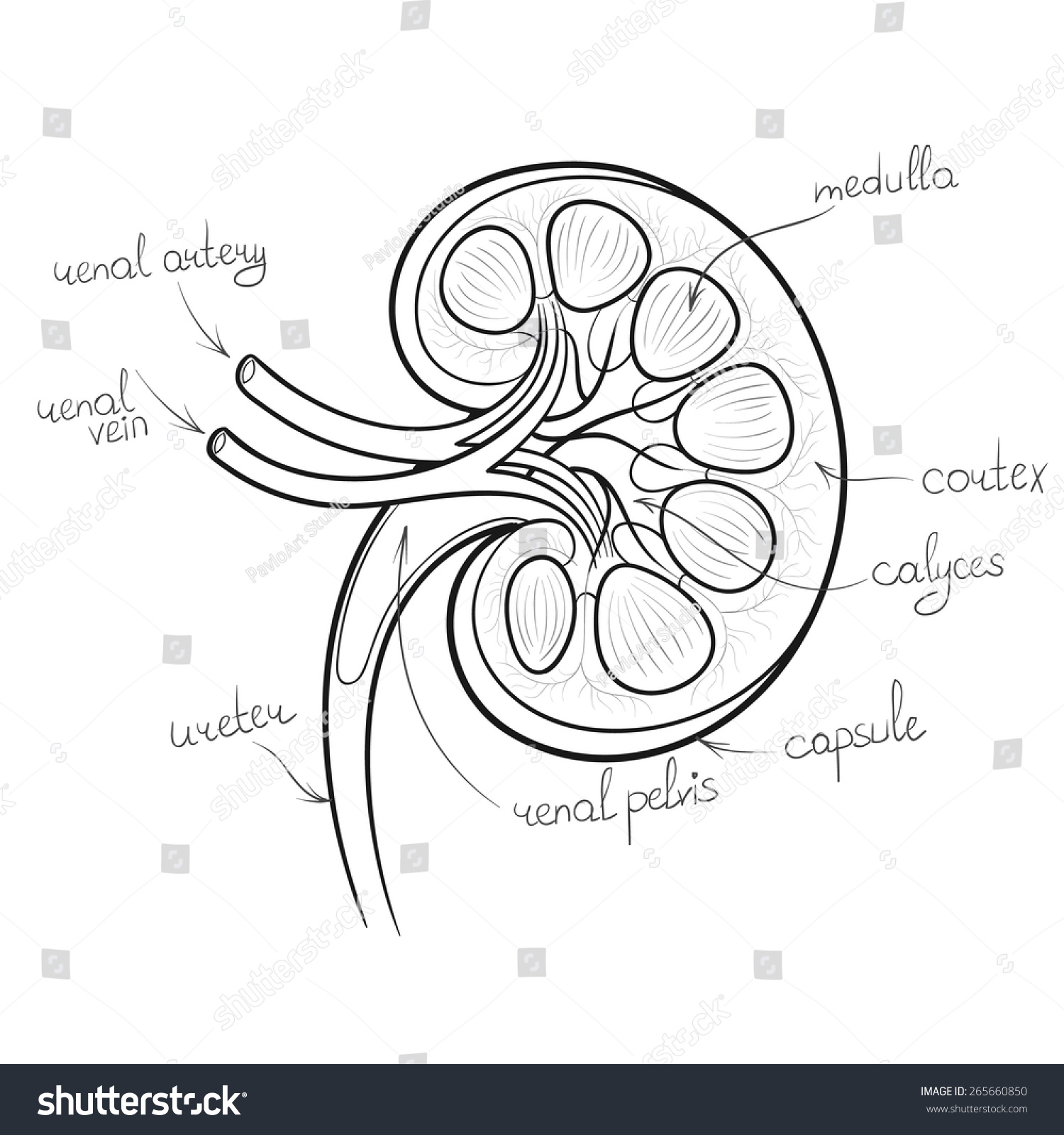 Kidney Anatomy Svg