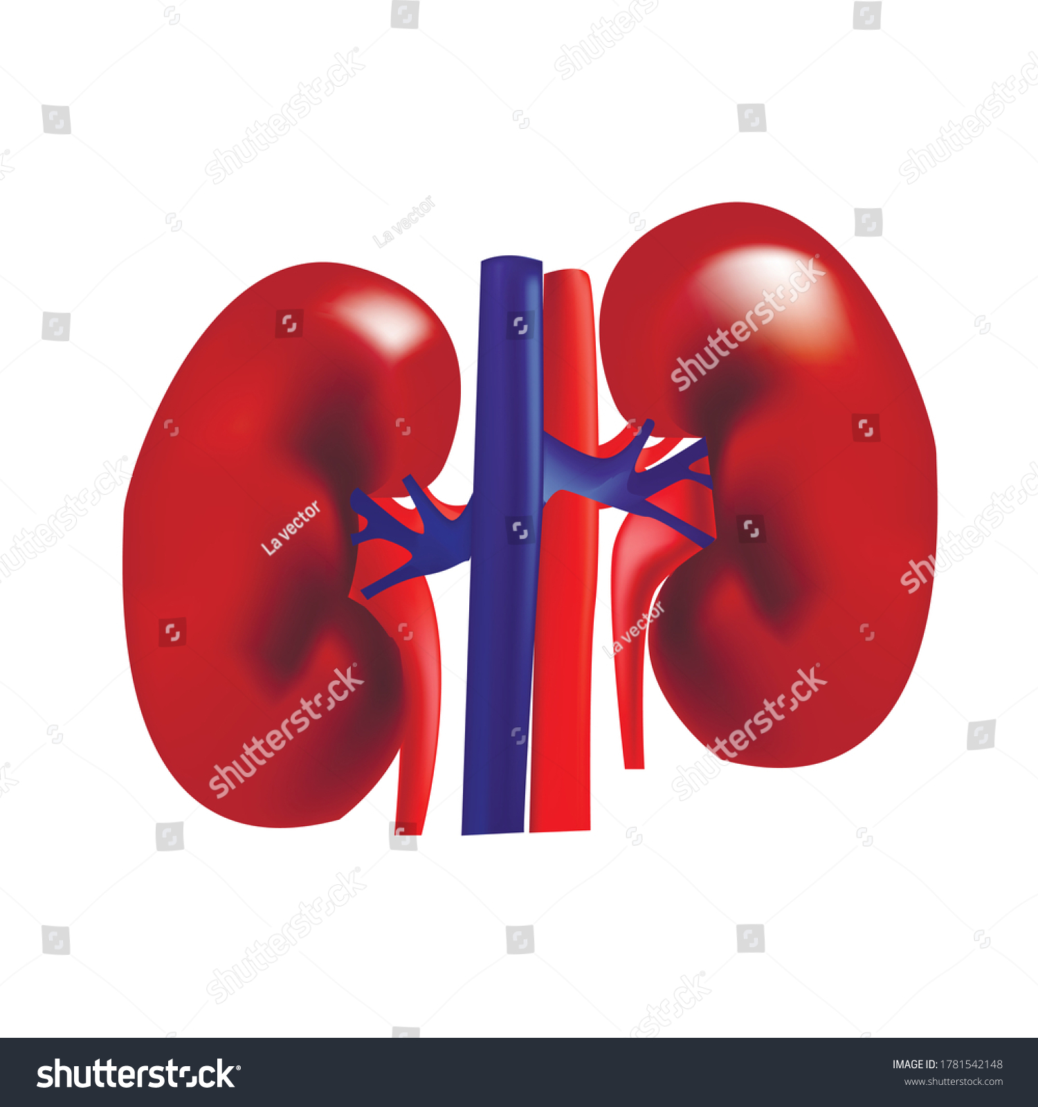 Kidney Colorful Poster Detailed Diagram Cross Stock Vector (Royalty ...