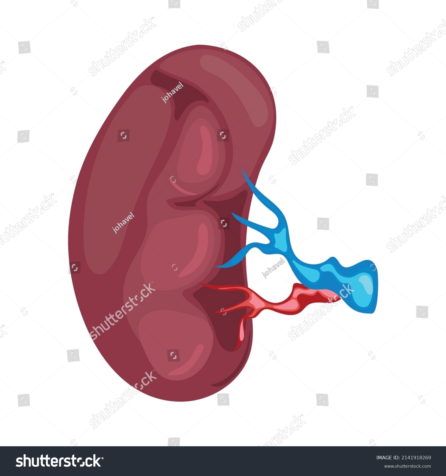 Kidney Human Body Part Icon Stock Vector (Royalty Free) 2141918269 ...