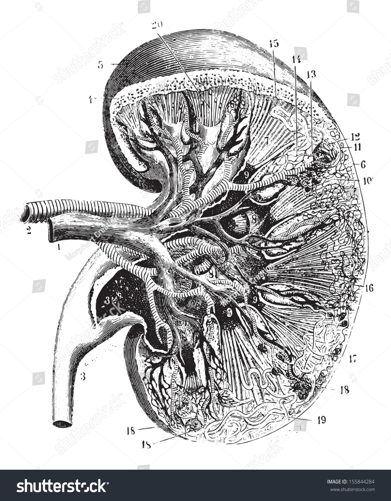 Kidney Section, Vintage Engraved Illustration. Usual Medicine ...