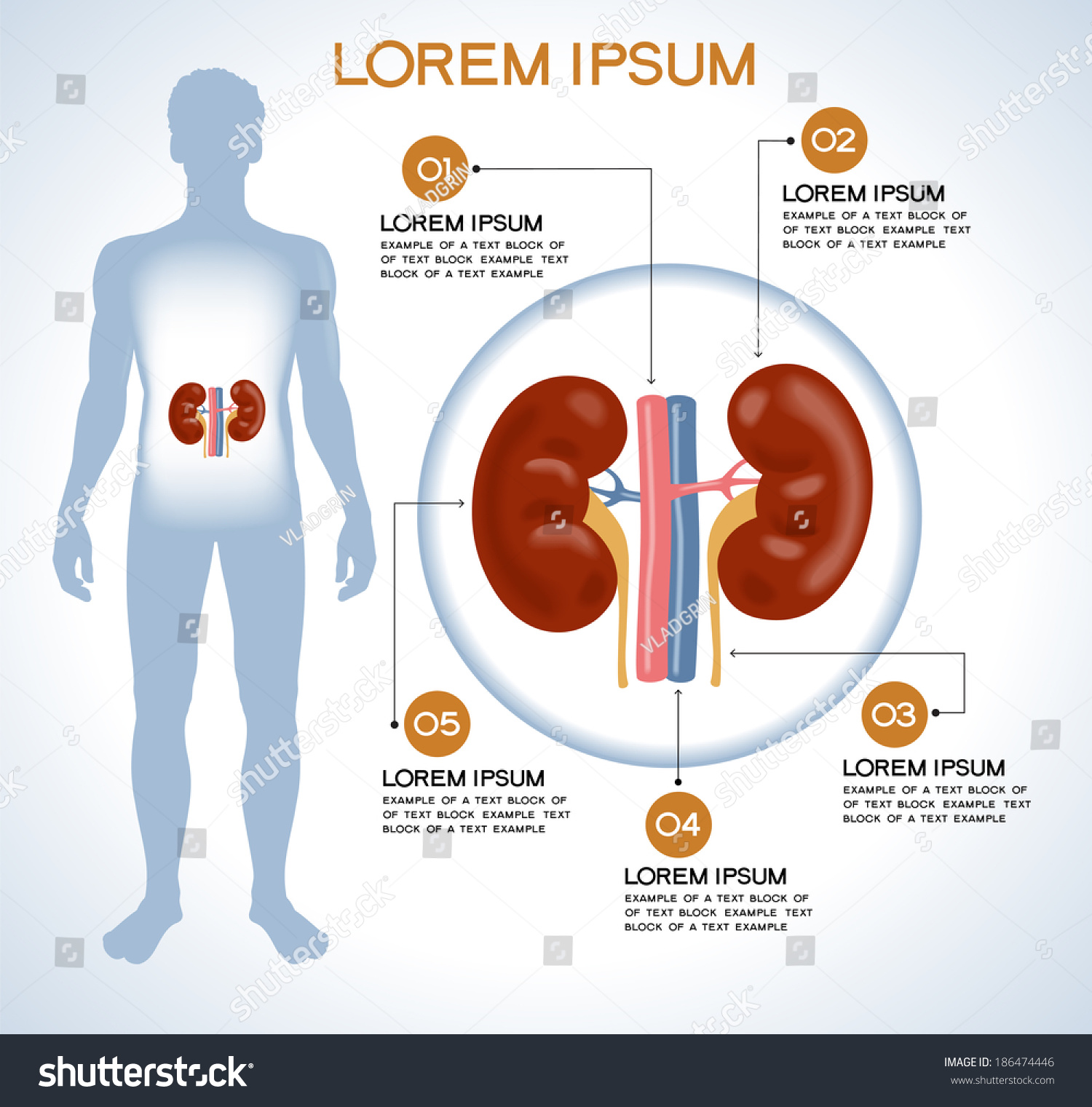 Kidneys Modern Medical Infographics Internal Organs Stock