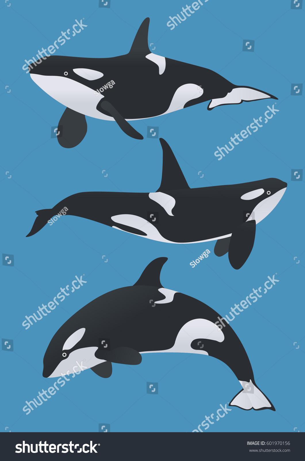 キラークジライラスト ベクター画像 オルカ デルフィニ科