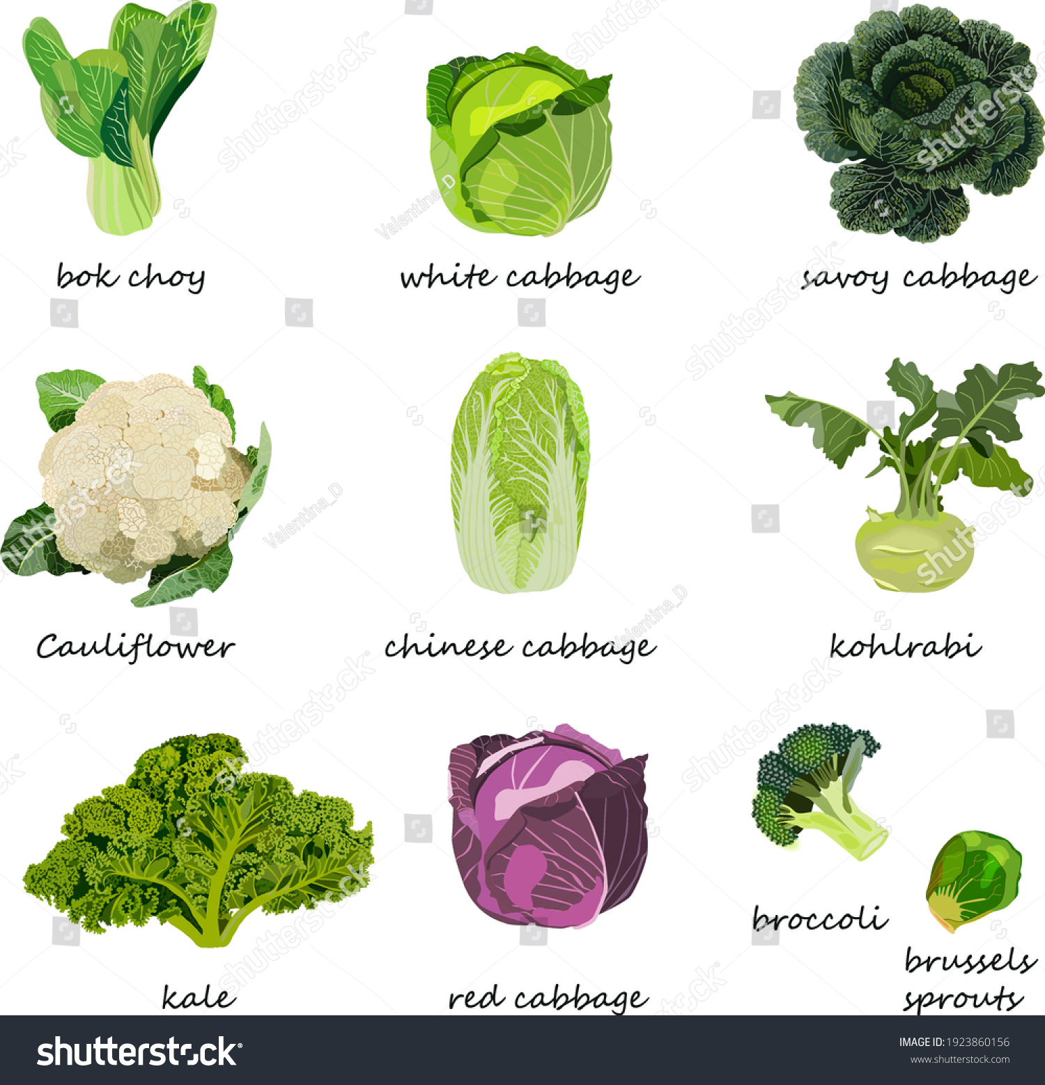 Kinds Cabbage White Red Savoy Chinese Stock Vector (Royalty Free ...