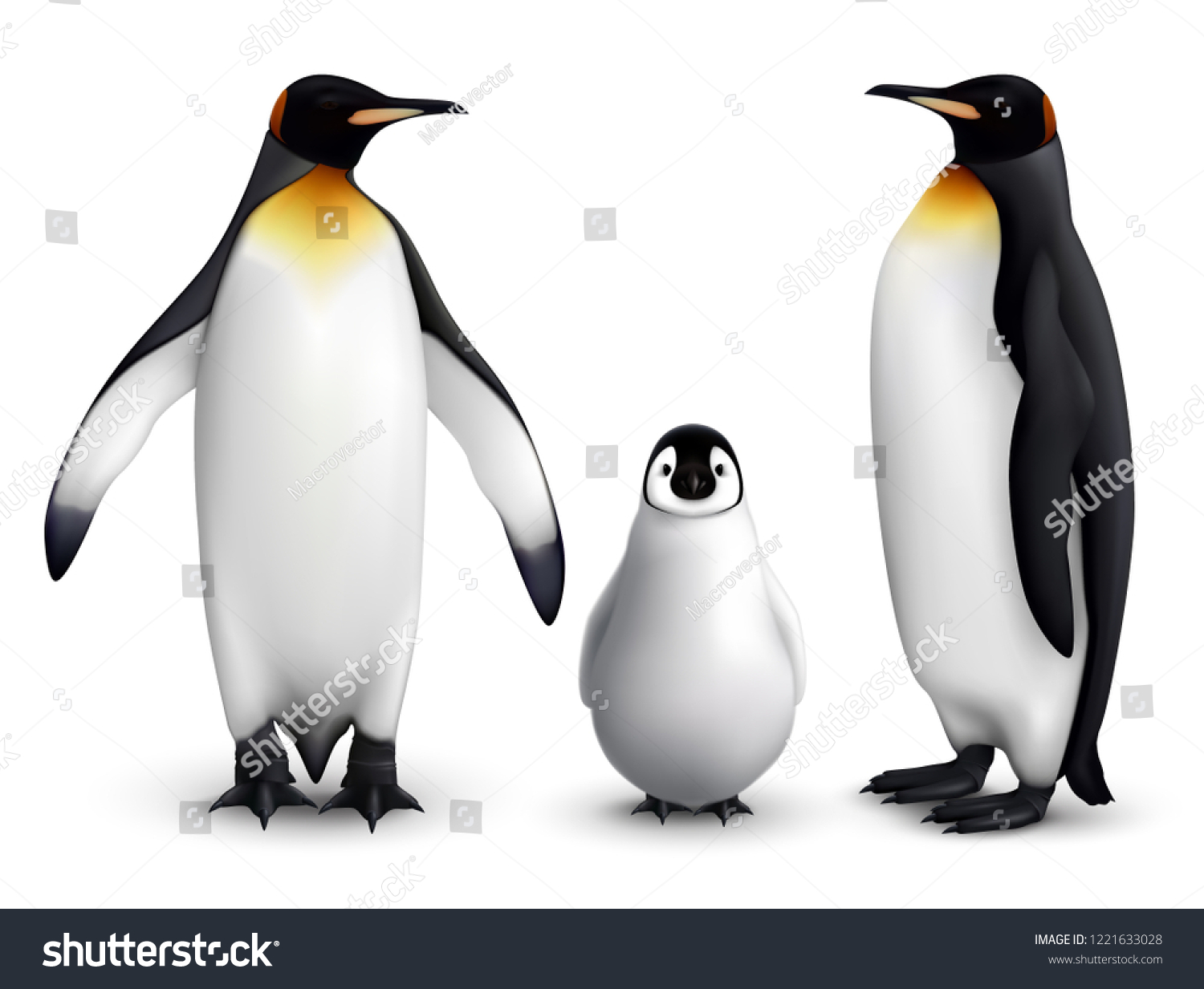 雛のリアルな接写画像を持つキング ペンギンファミリーと 大鳥の前面と側面のベクター画像イラスト のベクター画像素材 ロイヤリティフリー