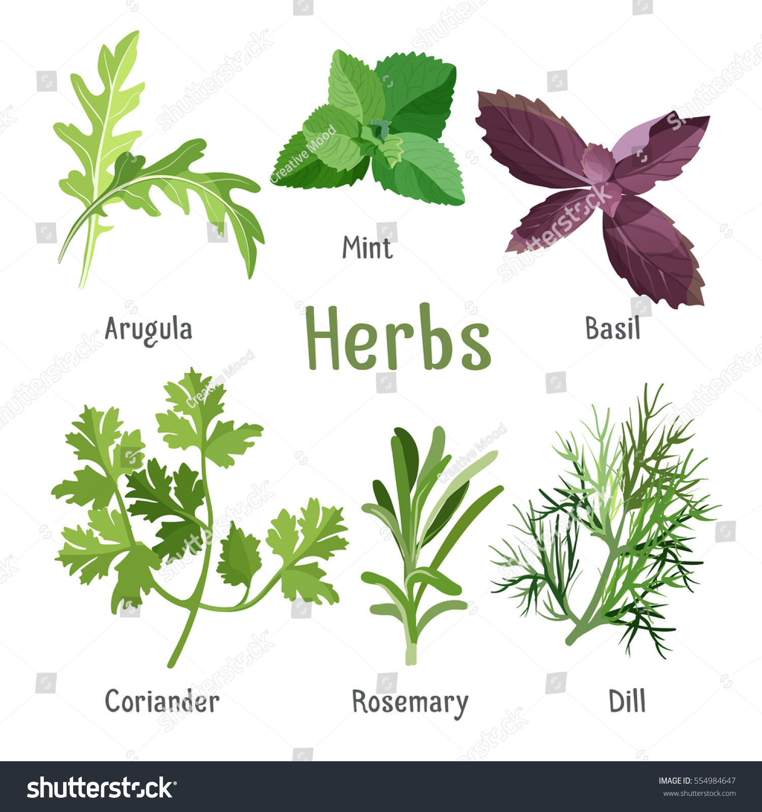 Kitchen Aroma Herbs Spices Collection Cartoon Stock Vector 554984647 ...