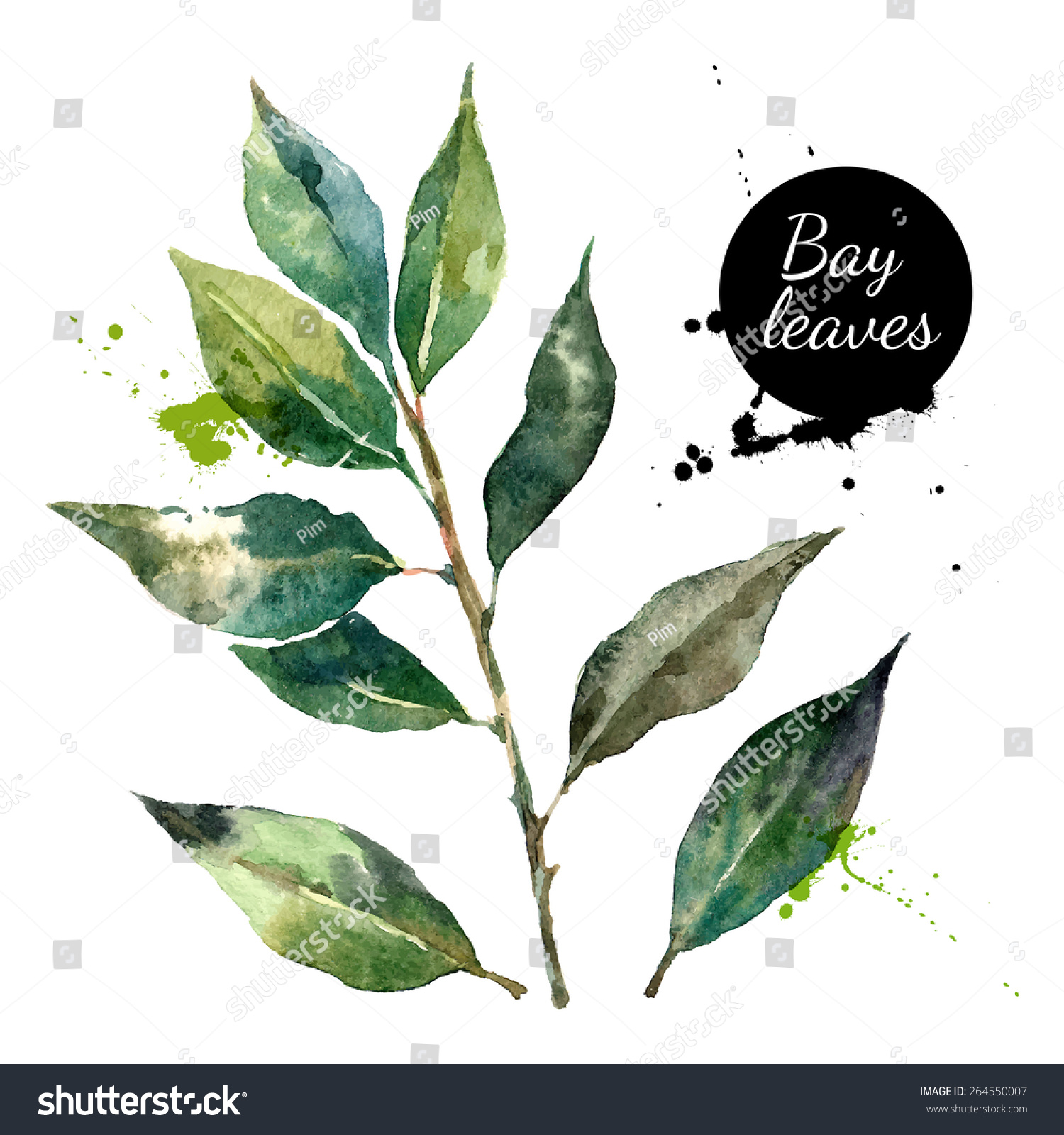 SVG of Kitchen herbs and spices banner. Vector illustration. Watercolor bay leaf svg