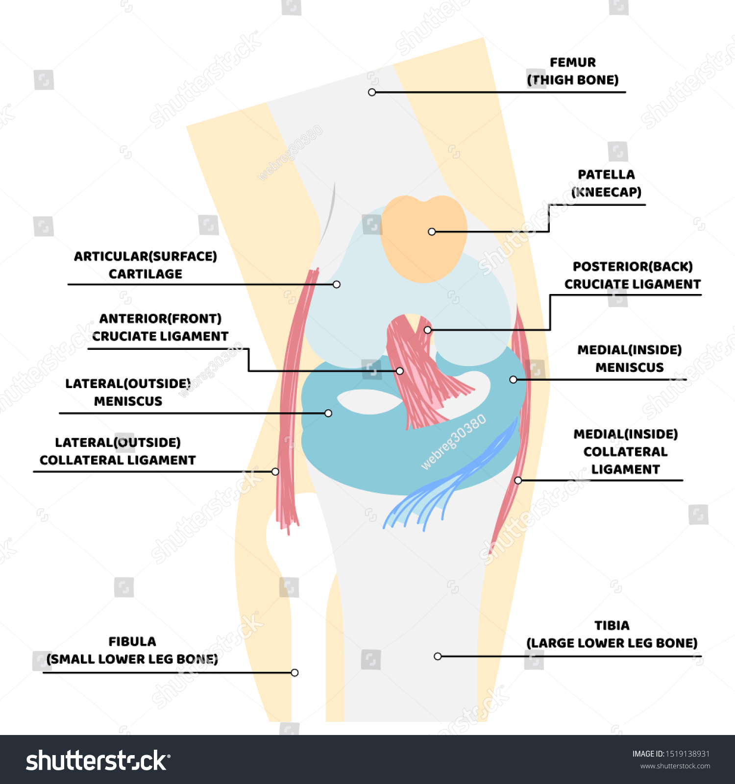 Knee Anatomy Bone Internal Organs Body Stock Vector (Royalty Free ...