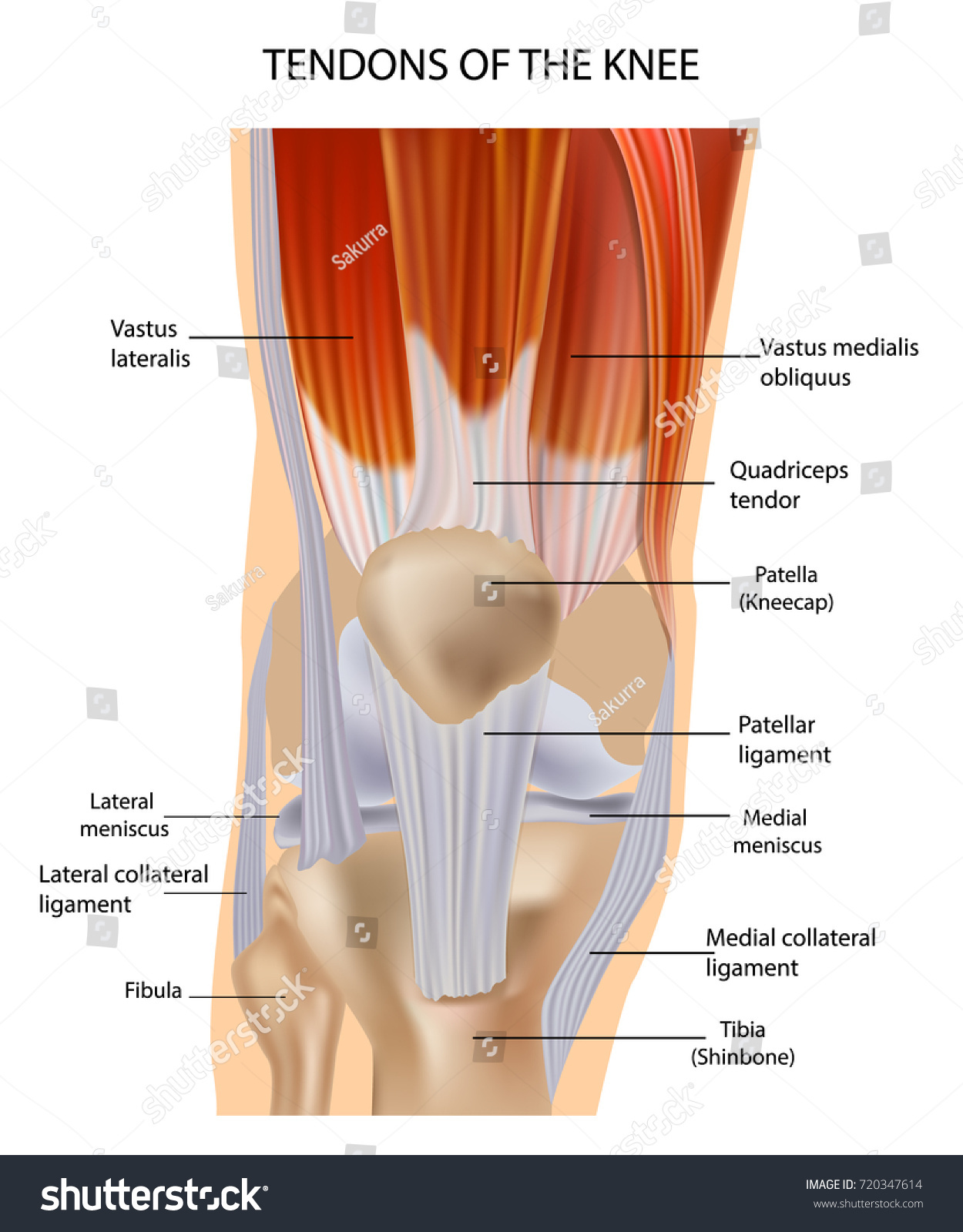 Knee Anatomy Muscles Tendons Muscle Structure Stock Vector Royalty Free 720347614
