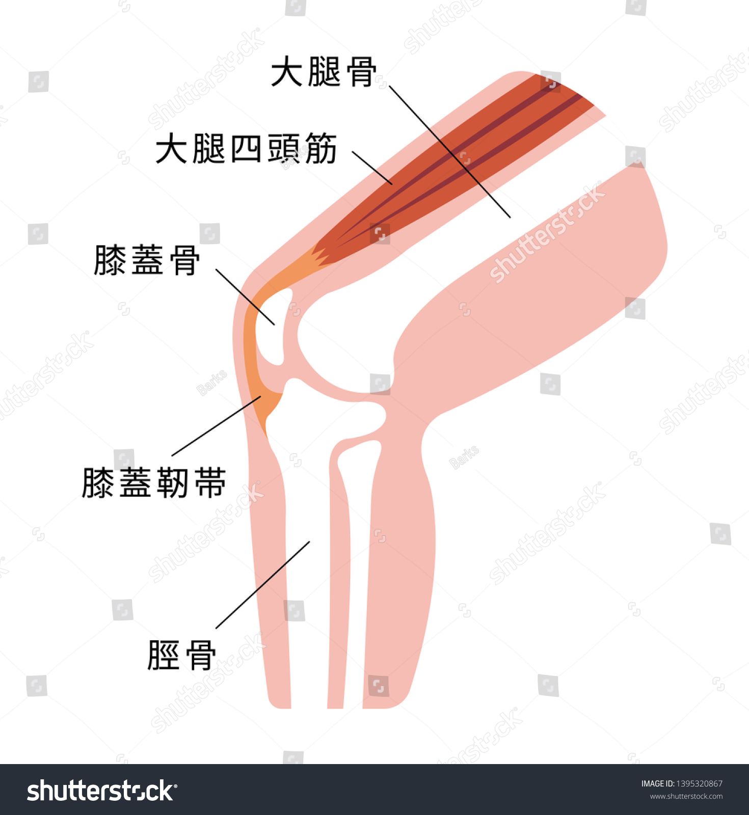 Knee Joint Section Illustration Japanese Translation Stock Vector Royalty Free