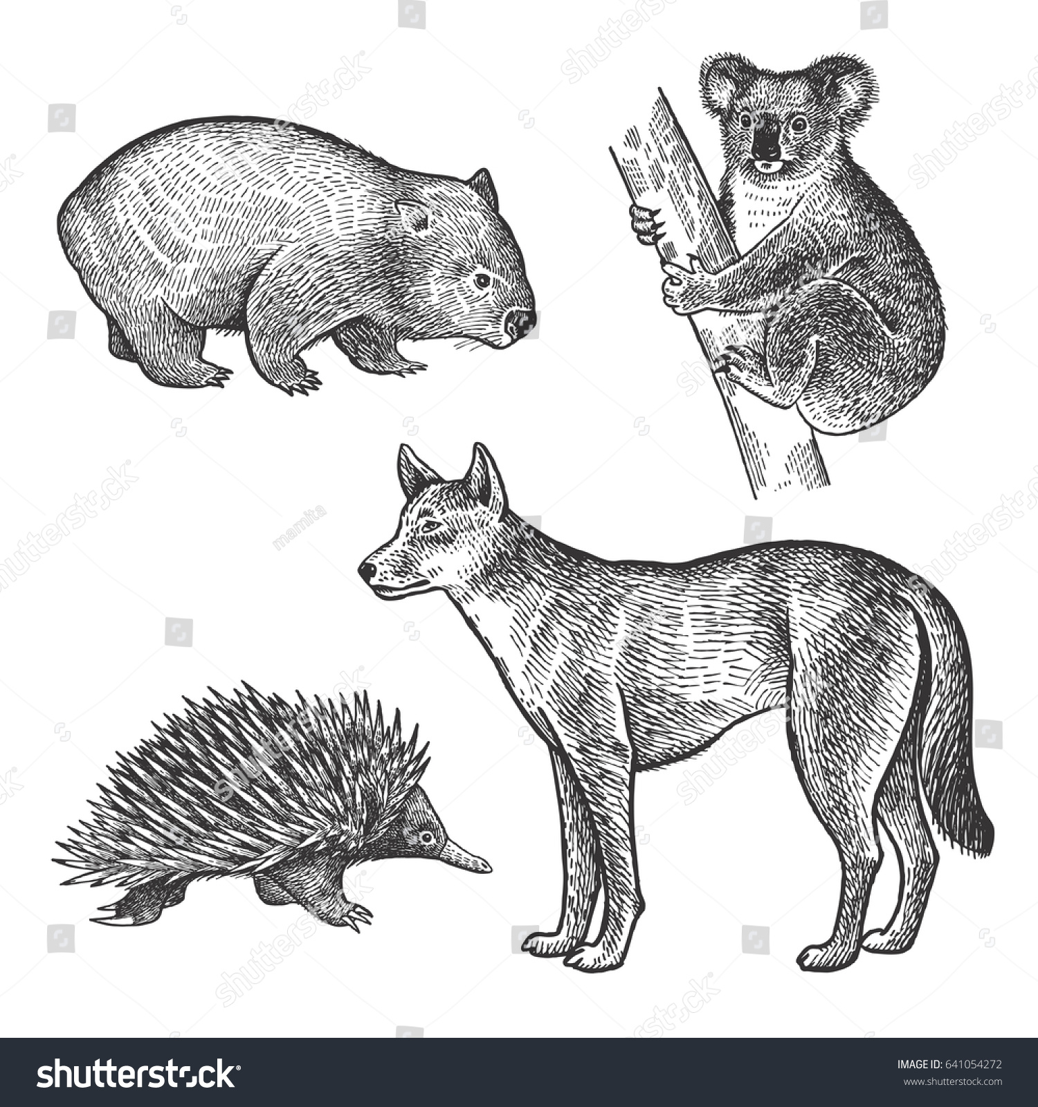 Koala bear wombat echidna dingo dog hand drawing set animals of australia