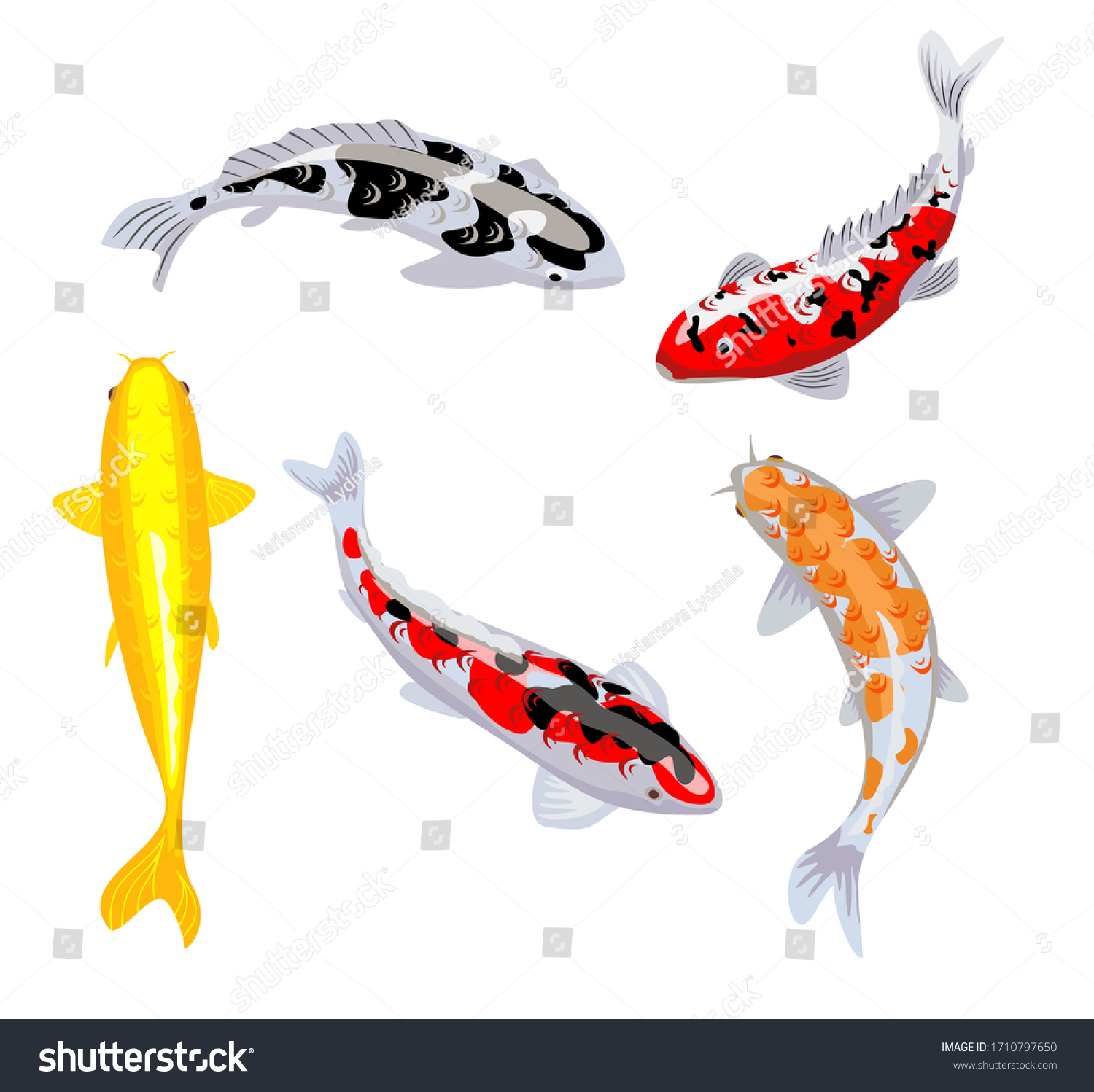 Carpa De Koi Pesca Ilustración Vectorial Vector De Stock Libre De