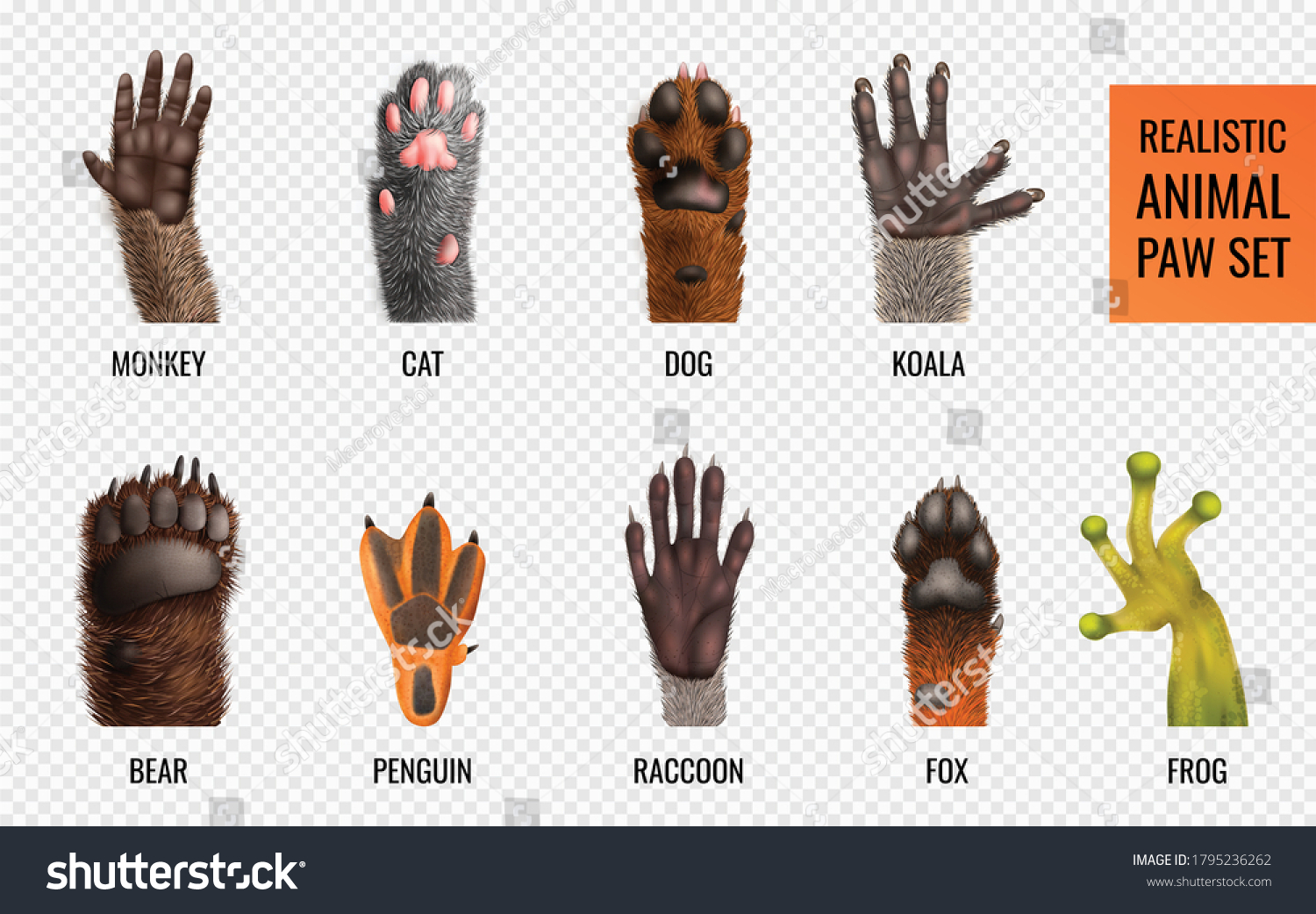 SVG of Labeled animal paws of different wild and domestic animals and amphibia realistic set isolated on transparent background vector illustration svg