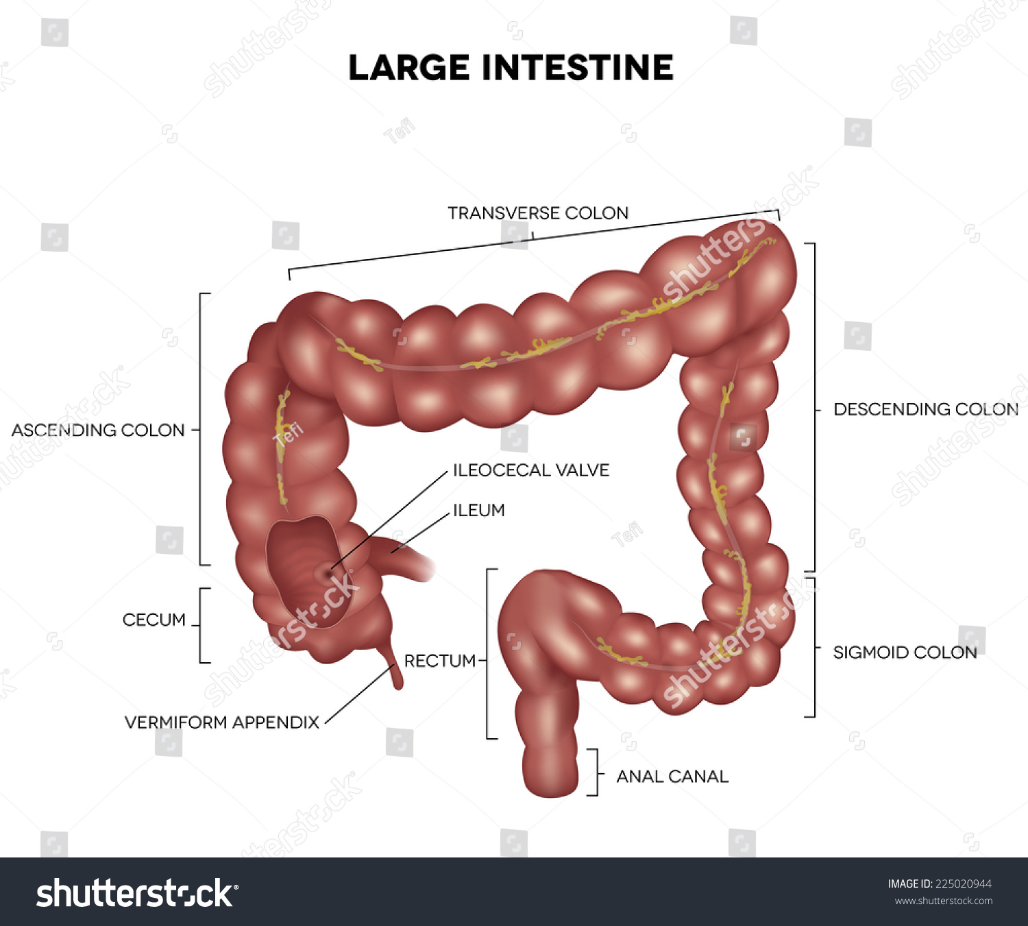 Labeled Large Intestine Detailed Illustration Anatomy, Isolated On A ...