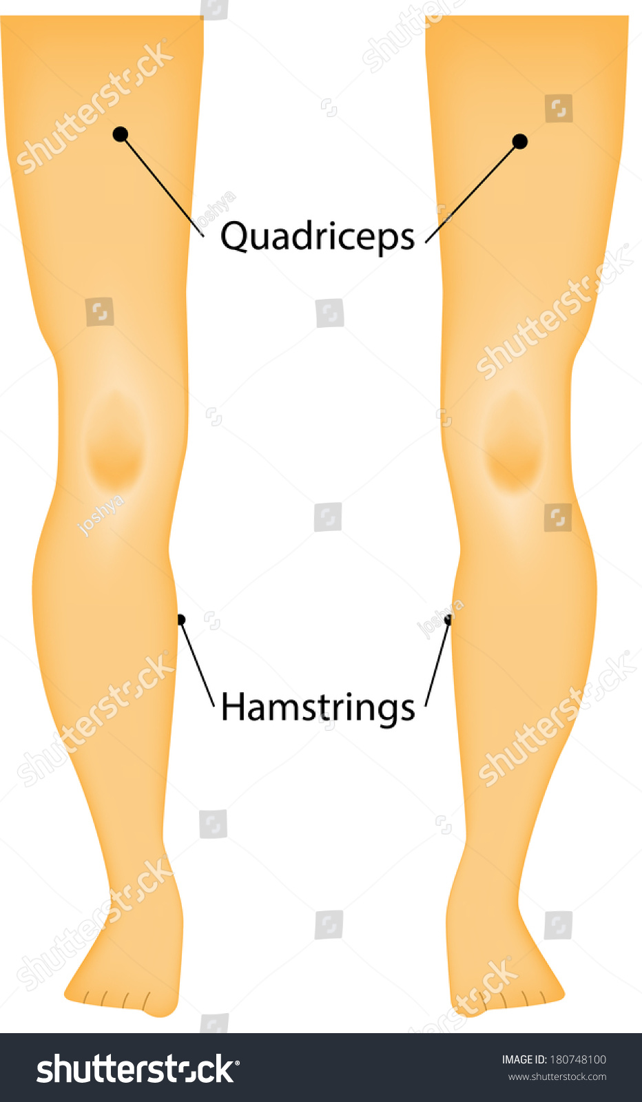 Labeled Muscles Of The Legs Diagram Stock Vector 180748100 : Shutterstock
