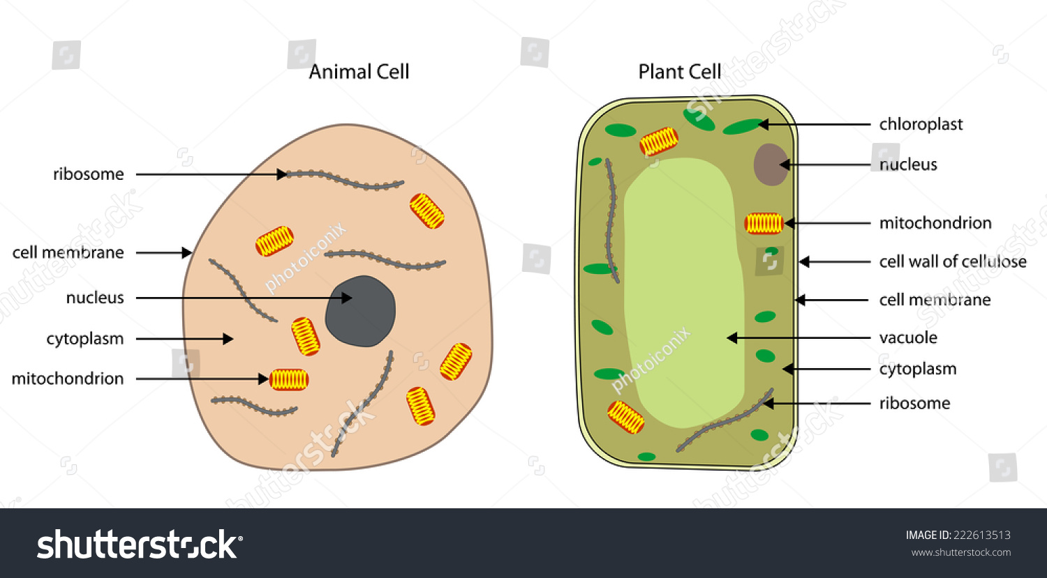 Labelled Diagrams Typical Animal Plant Cells Stock Vector ... stages of osmosis diagram 