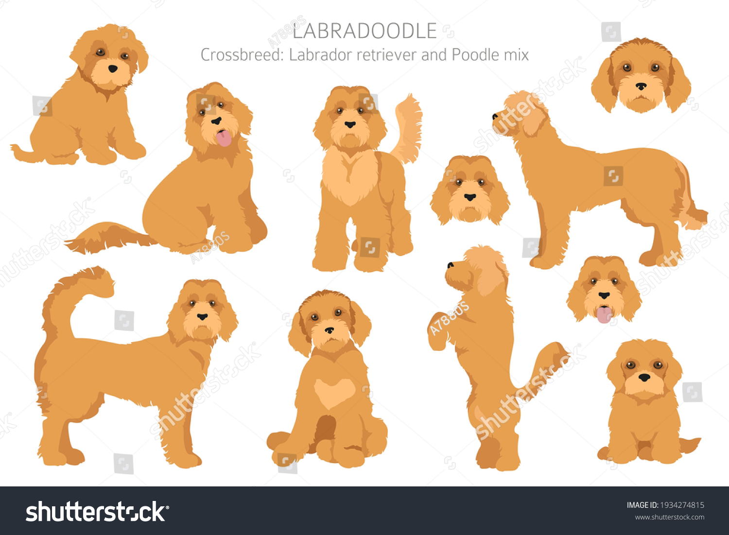SVG of Labradoodle clipart. Different poses, coat colors set.  Vector illustration svg