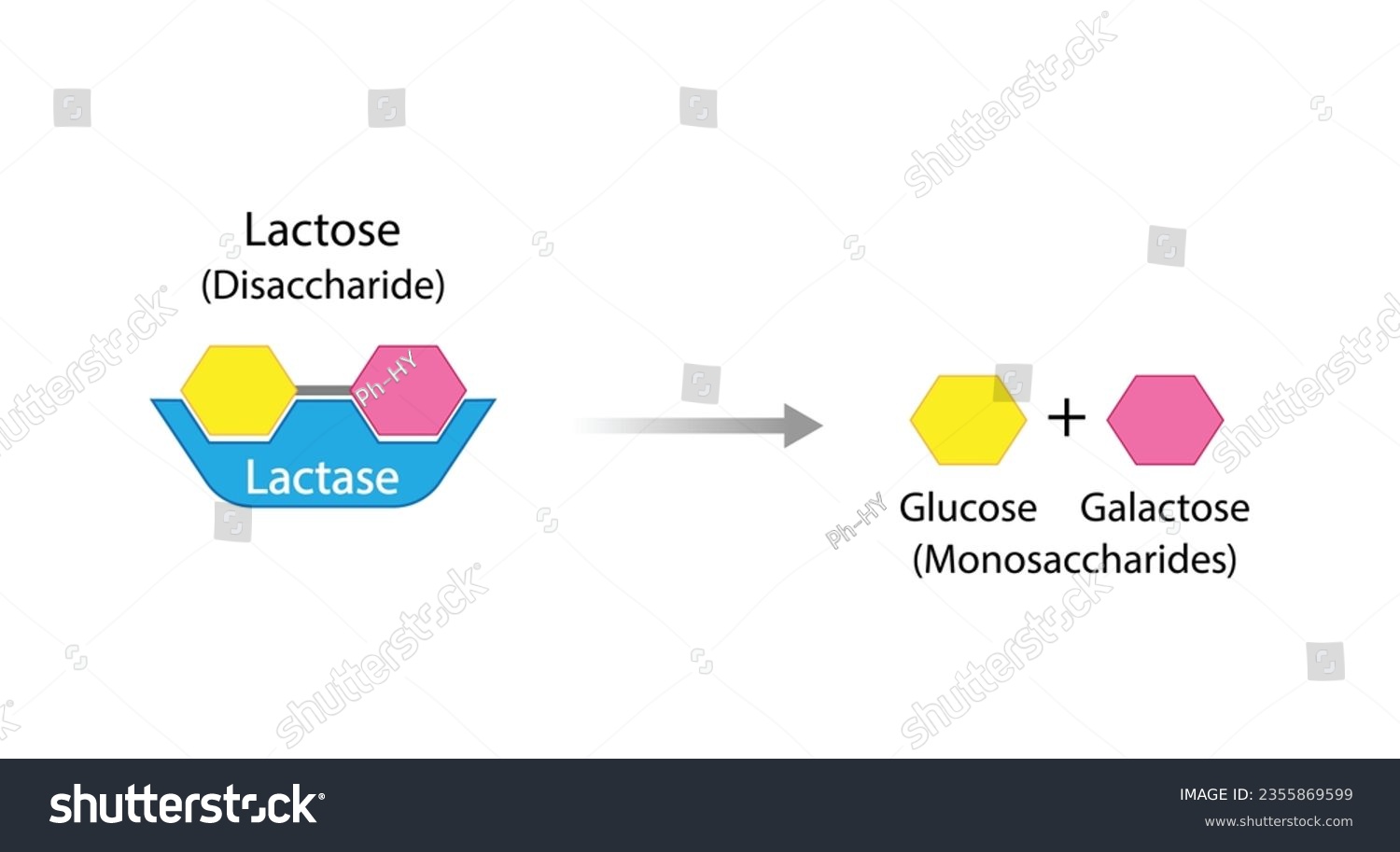 SVG of Lactose digestion. Carbohydrates Digestion. Lactase Enzymes catalyze Disaccharide Lactose Molecule to glucose and galactose. Glucose Sugar Formation. Scientific Diagram. Vector Illustration. svg