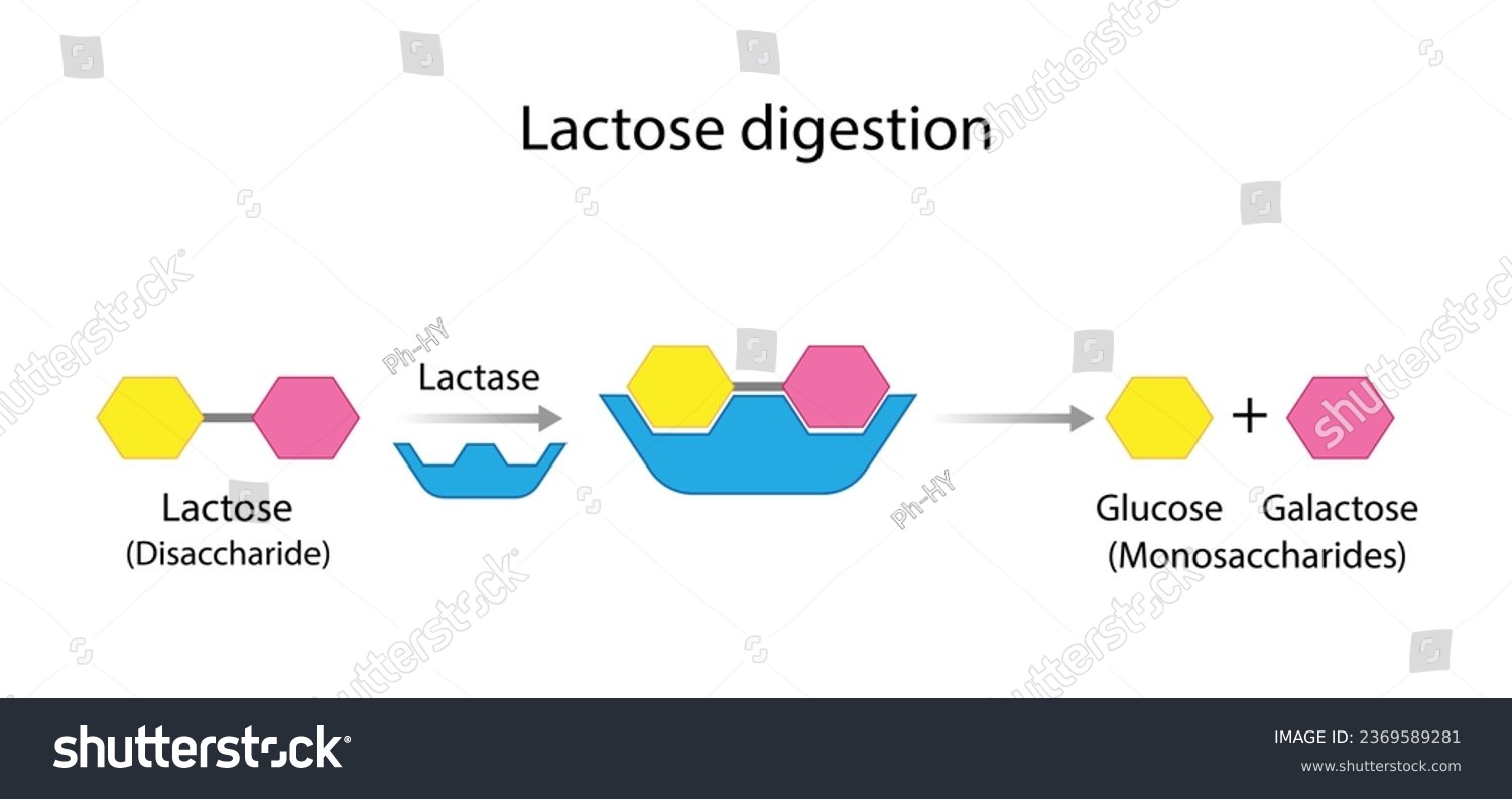 SVG of Lactose digestion. Carbohydrates Digestion. Lactase Enzymes catalyze Disaccharide Lactose Molecule to glucose and galactose. Glucose Sugar Formation. Scientific Diagram. Vector Illustration. svg