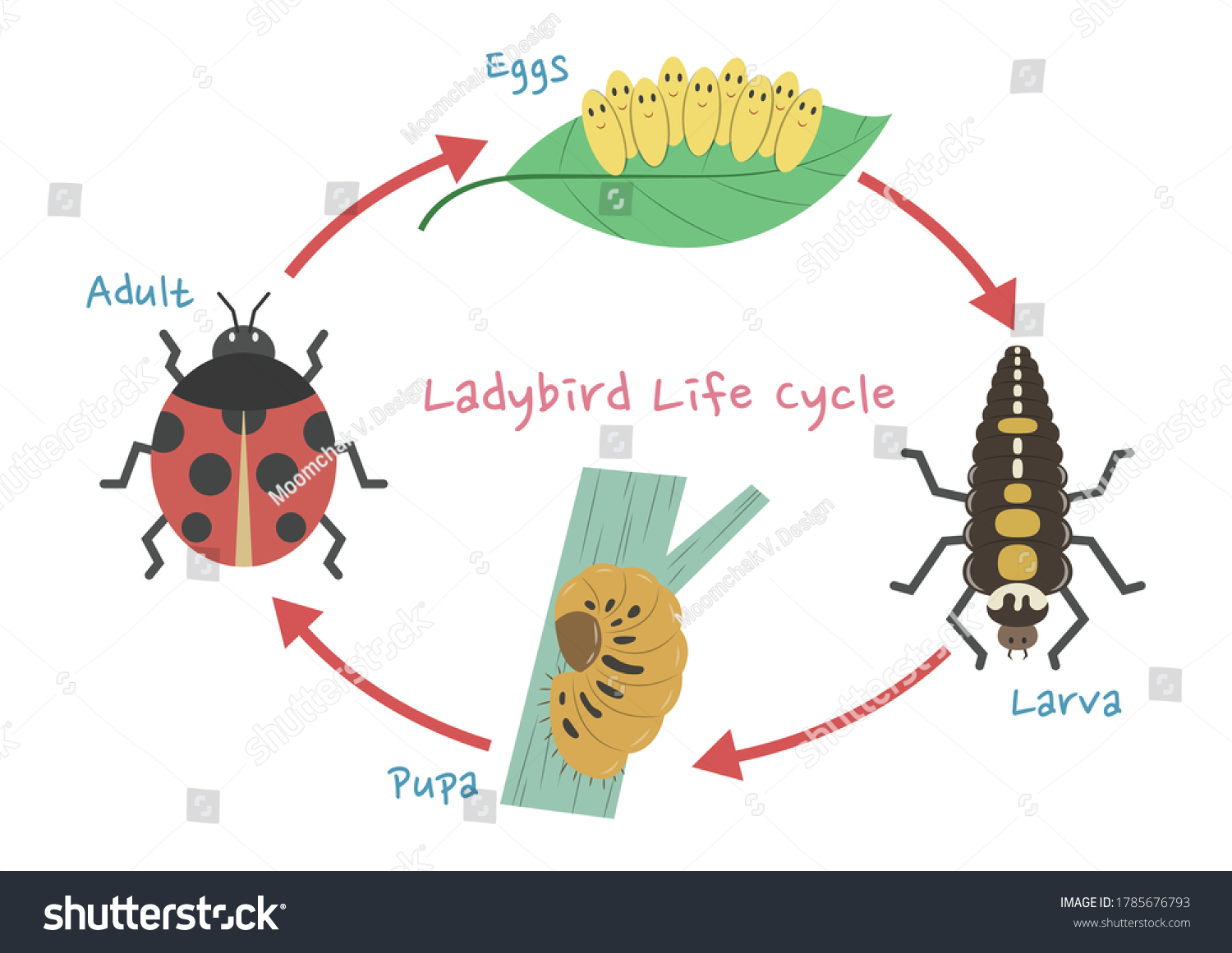 Ladybird Life Cycle Infographic Vector Illustration Stock Vector ...