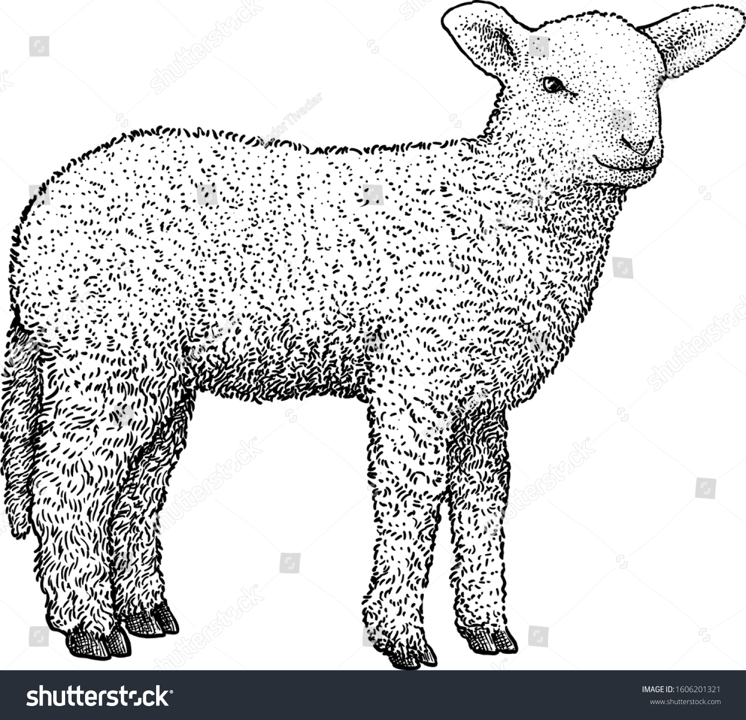 Lamb Illustration Drawing Engraving Ink Line Stock Vector (Royalty Free