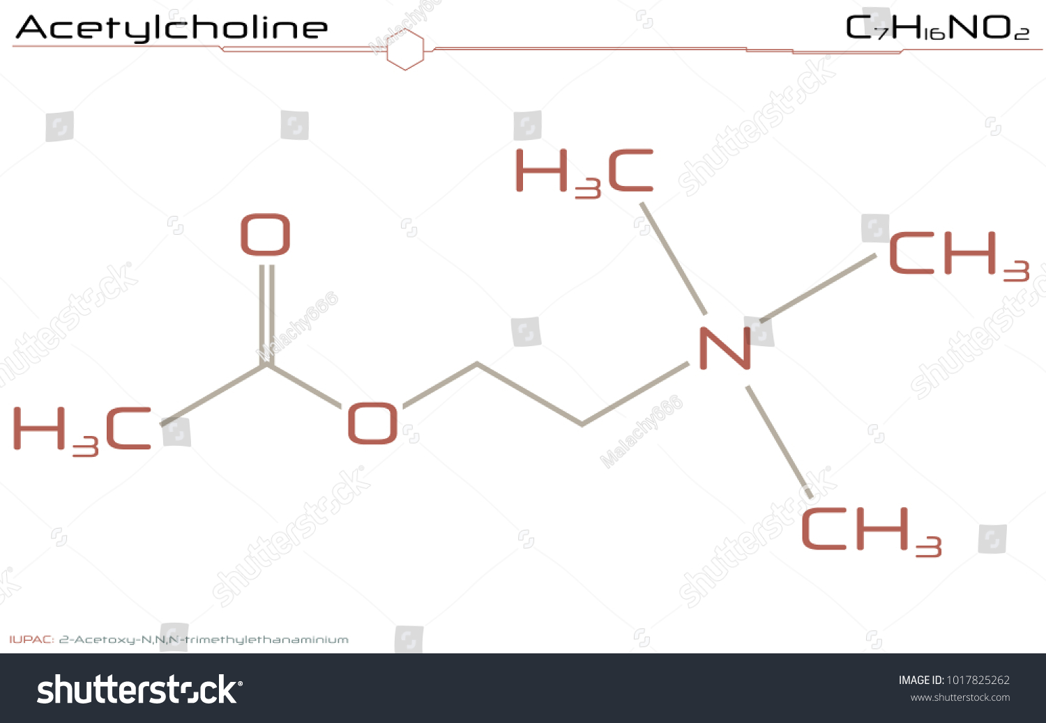 Acetylcholine Biological Vector Illustration Infograp 1973