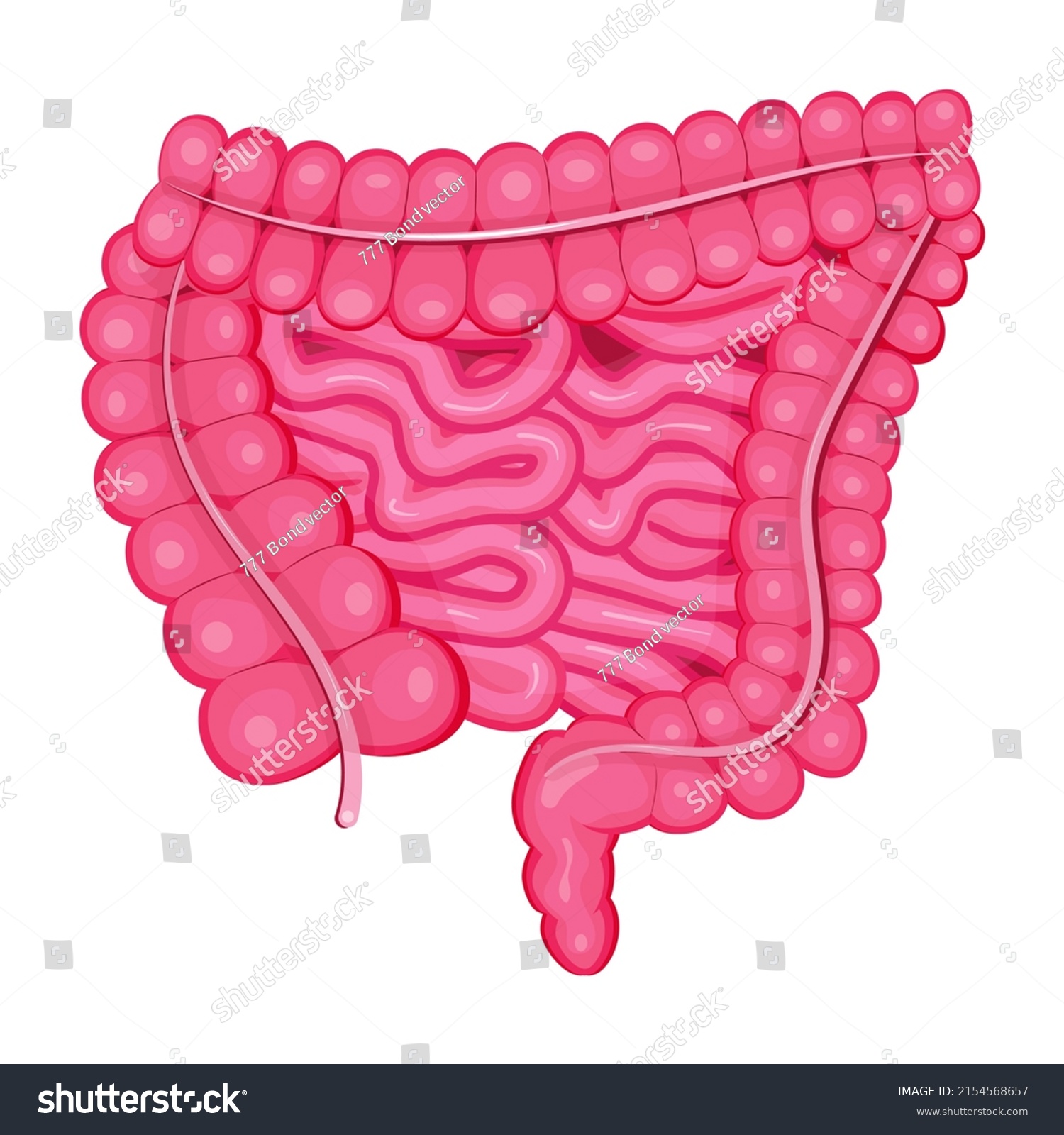 Large Intestine Small Intestine Vector Flat Stock Vector (Royalty Free ...