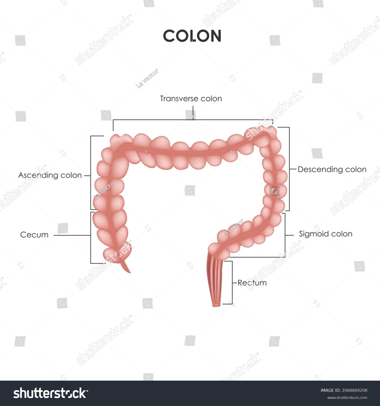 Large Intestine Areas Large Intestine Their Stock Vector (Royalty Free ...