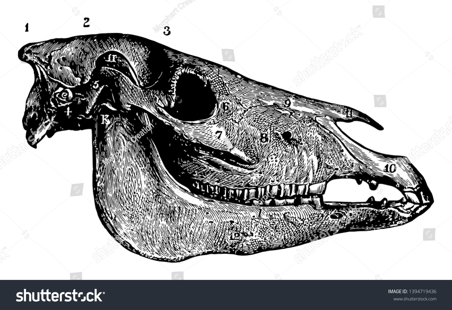 Lateral Aspect Horse Skull Has Occipital Stock Vector (Royalty Free ...