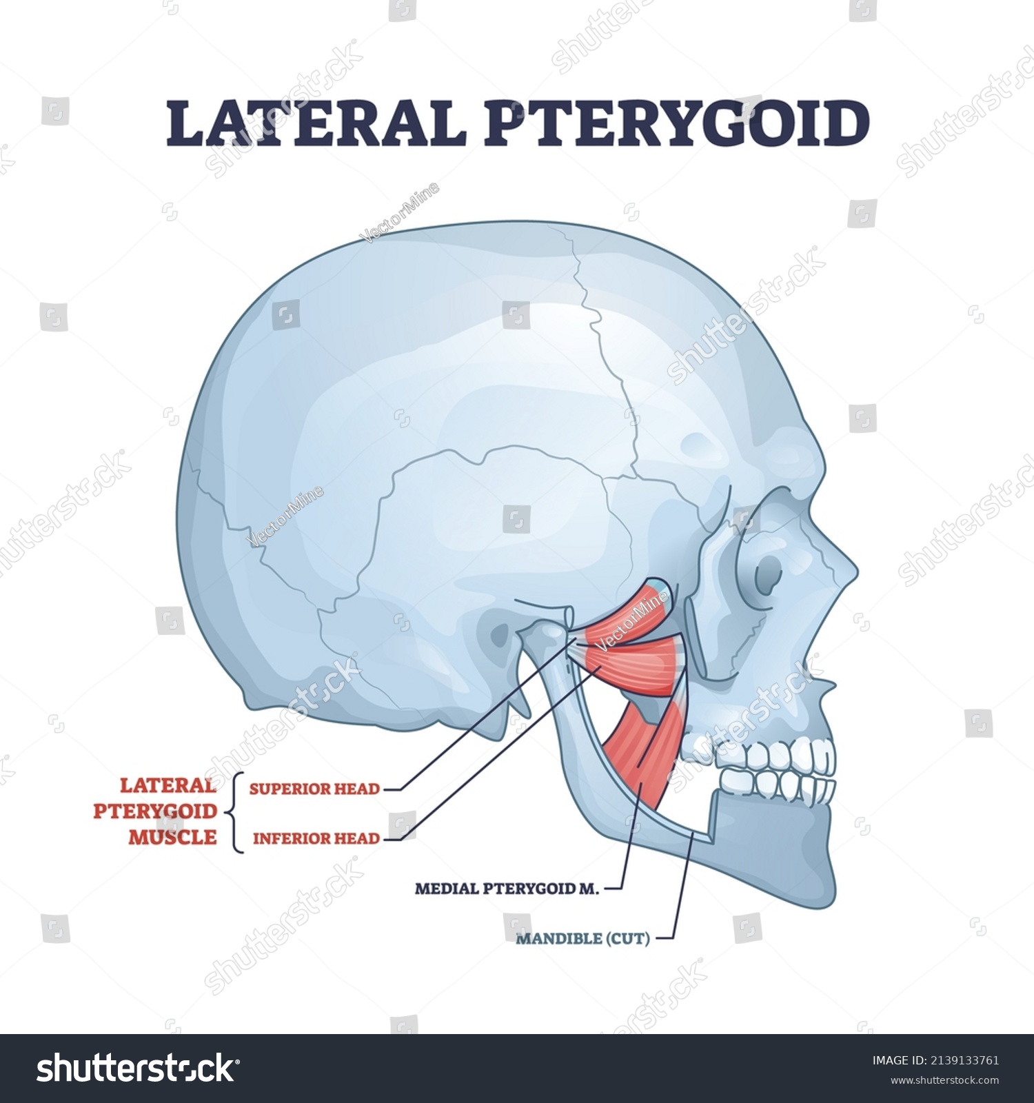 10 Lateral pterygoid Images, Stock Photos & Vectors | Shutterstock