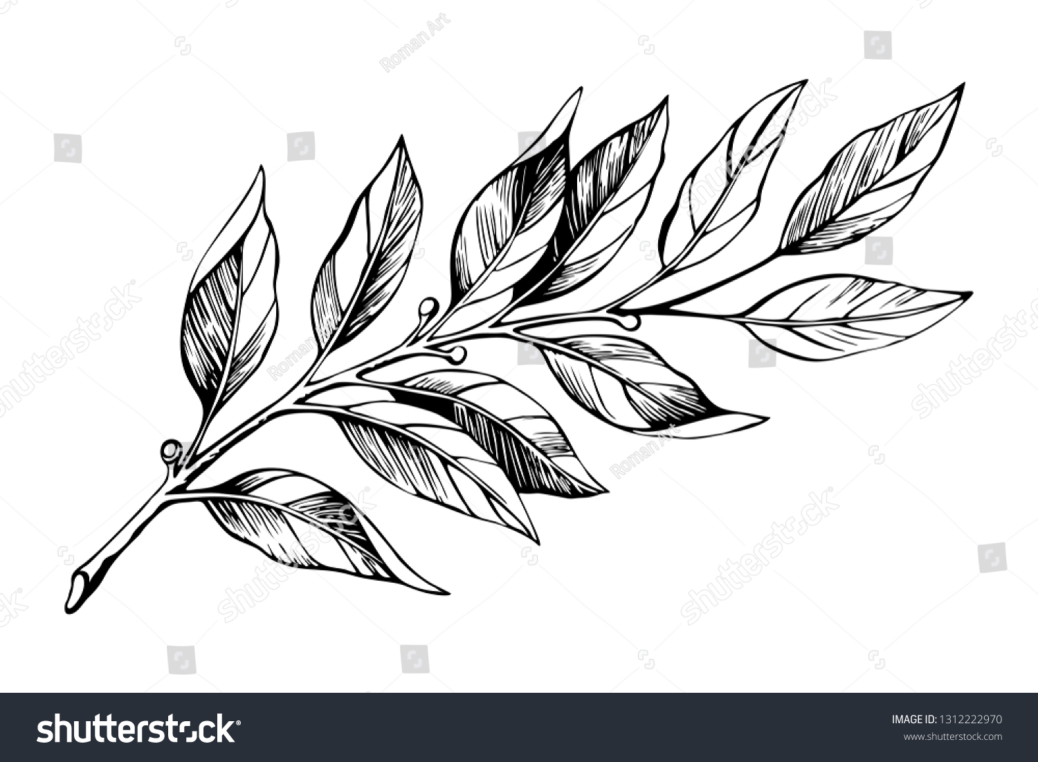 SVG of Laurel branch sketch. Botanical illustration, a branch of a plant with leaves. Hand drawn liner. svg