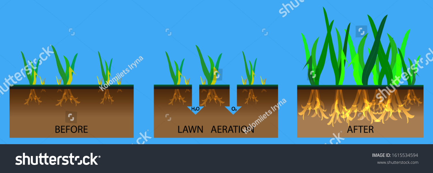 Lawn Aeration Stage Illustration Lawn Aeration Stock Vector (Royalty ...