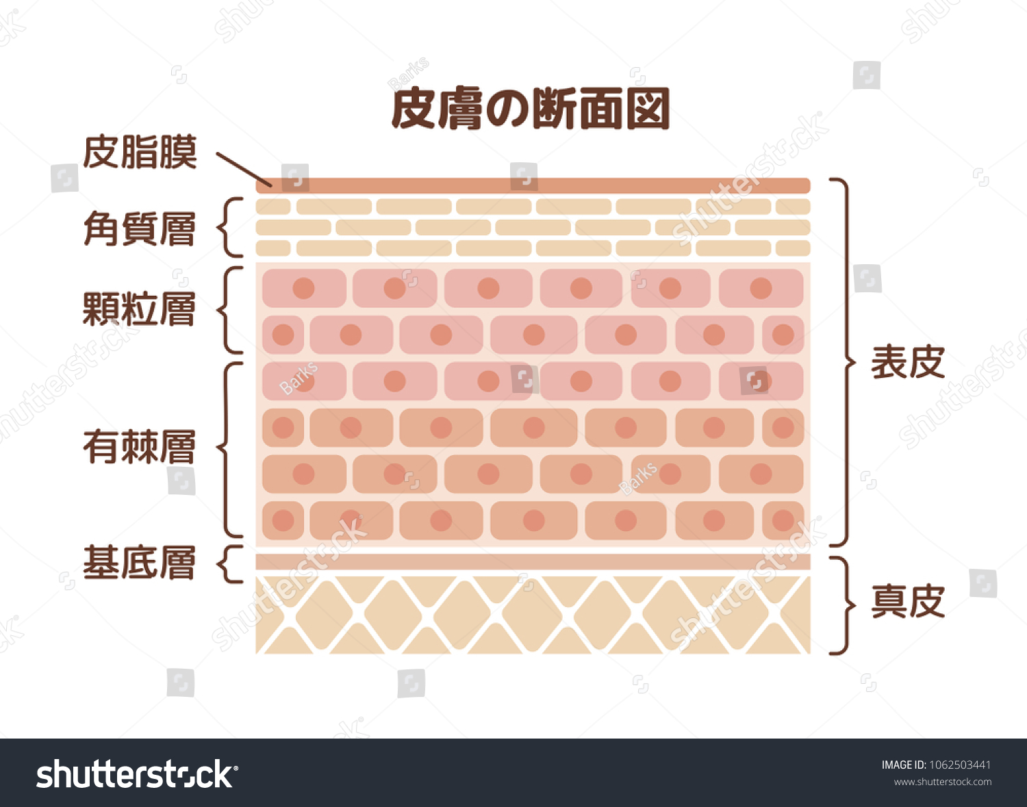 Layer Human Skin Illustration Translationepidermisdermissebum Stratum ...