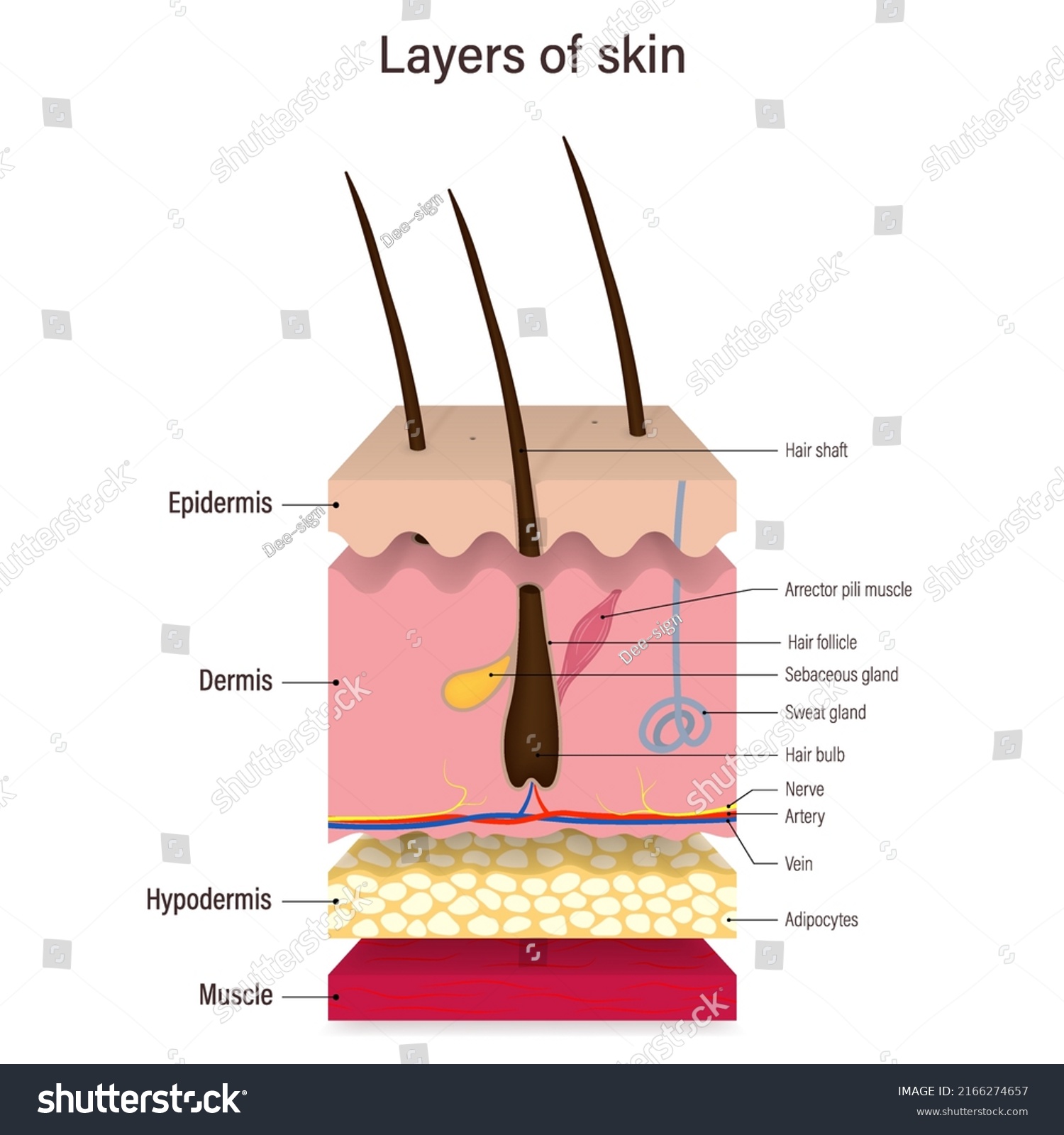 Layer Human Skin Vector Epidermis Dermis Stock Vector (royalty Free 