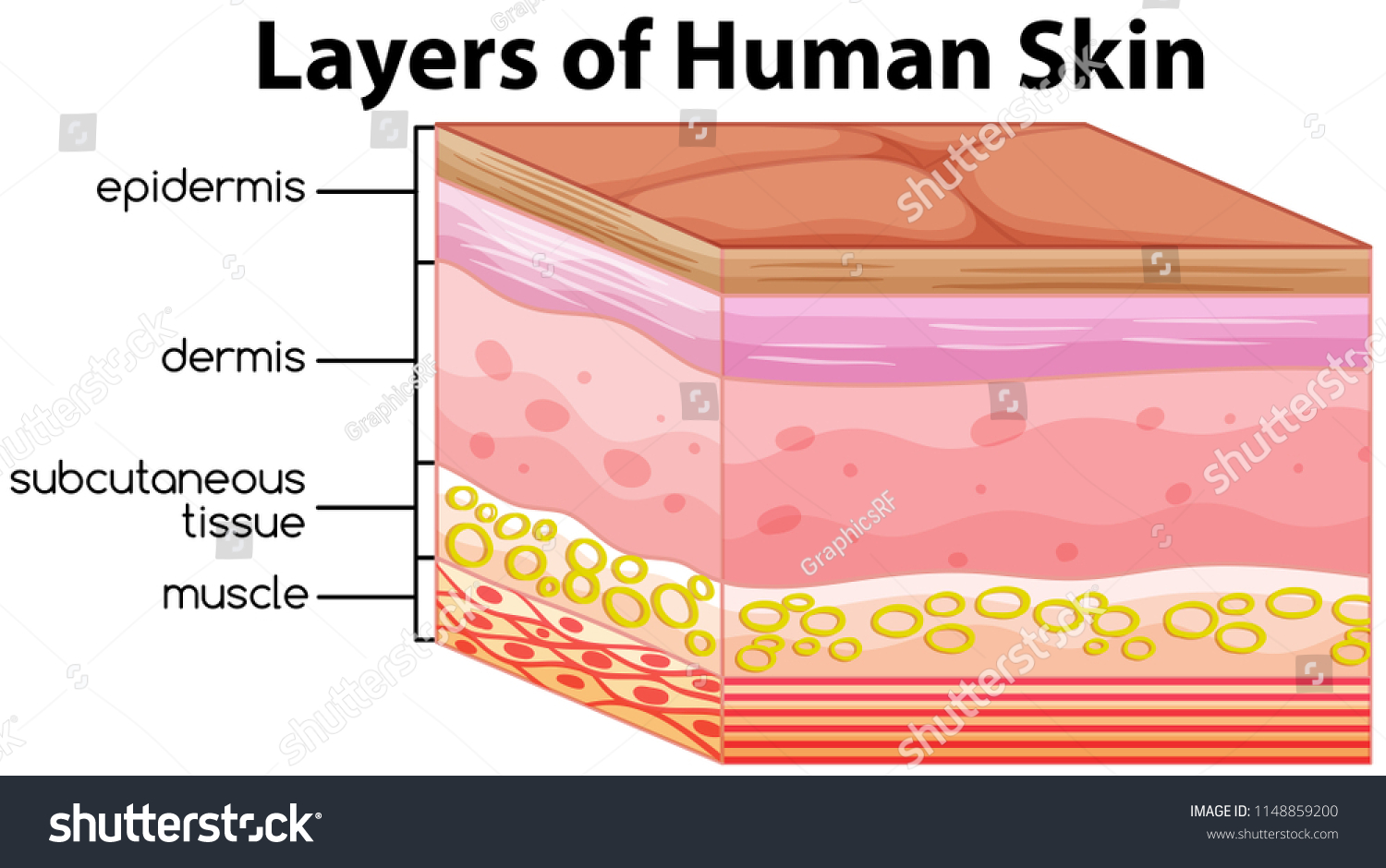 Layers Human Skin Concept Illustration Stock Vector (Royalty Free ...