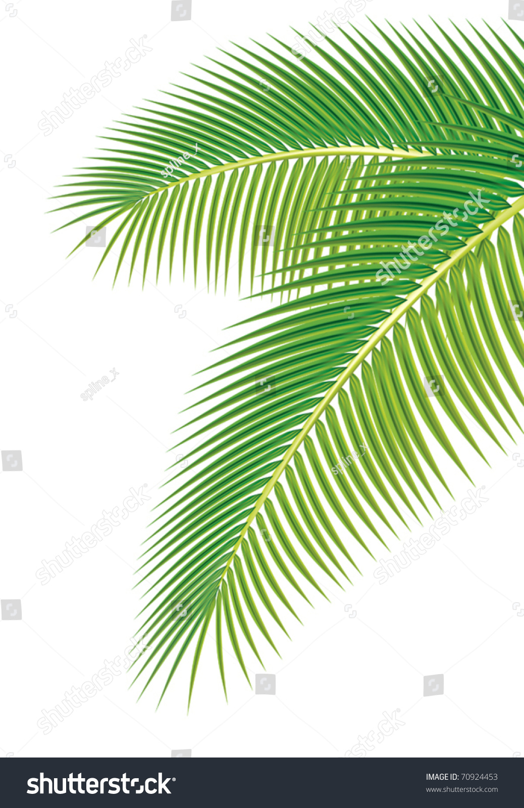 Leaves Palm Tree On White Background Stock Vector 70924453 - Shutterstock