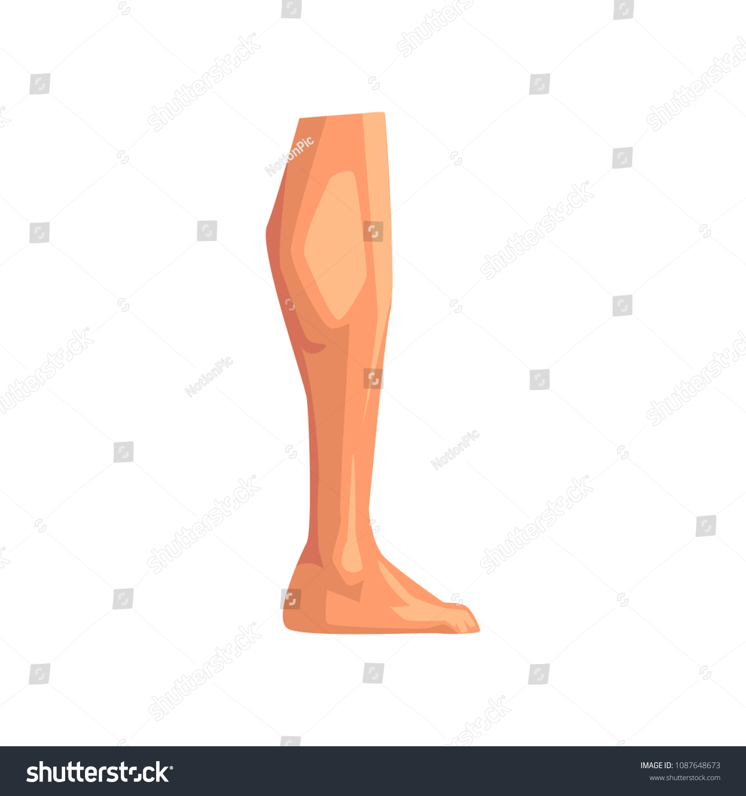 Leg Male Body Part Vector Illustration Stock Vector (Royalty Free ...