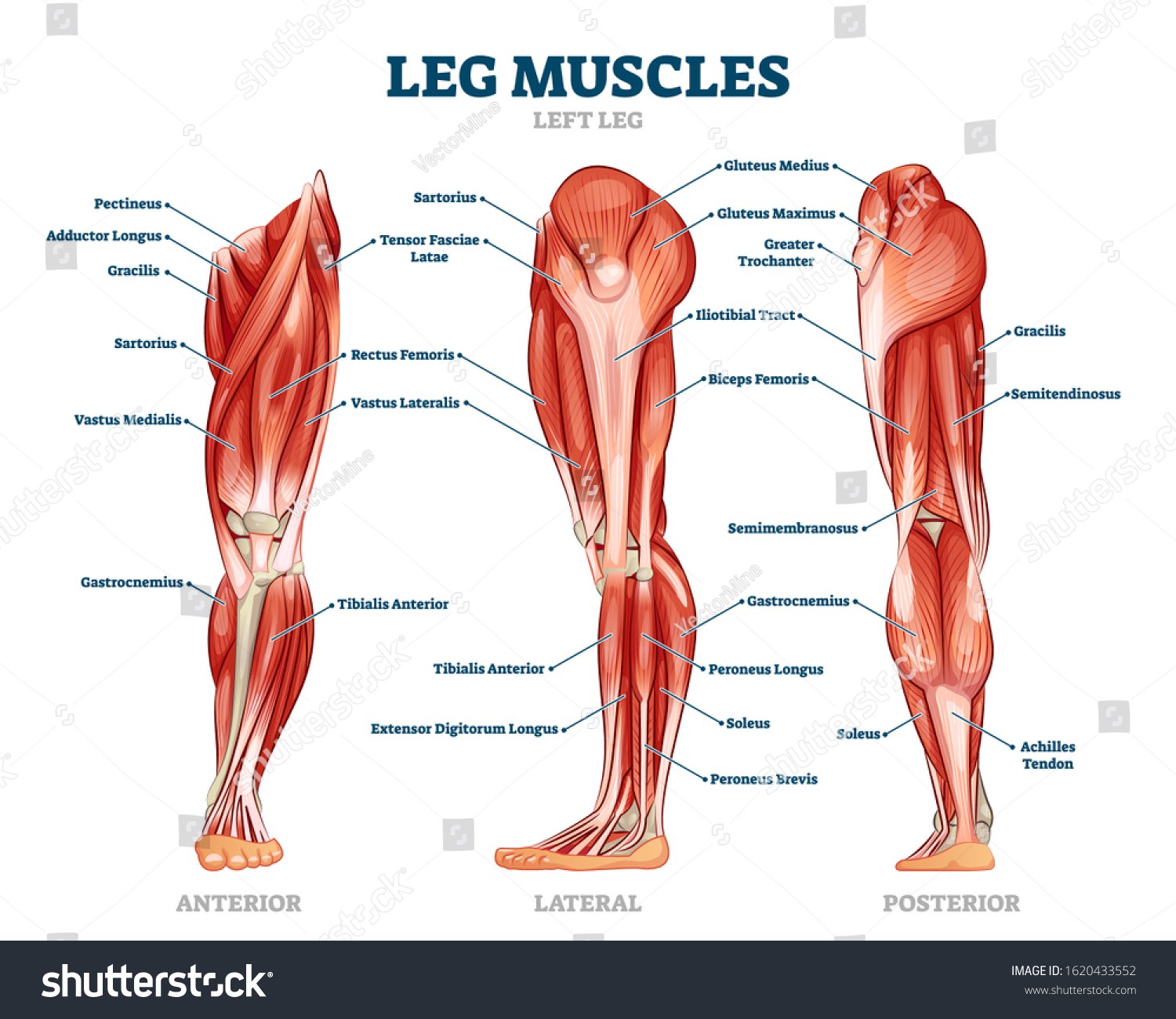 183 507 Legged Muscle Images Stock Photos Vectors Shutterstock