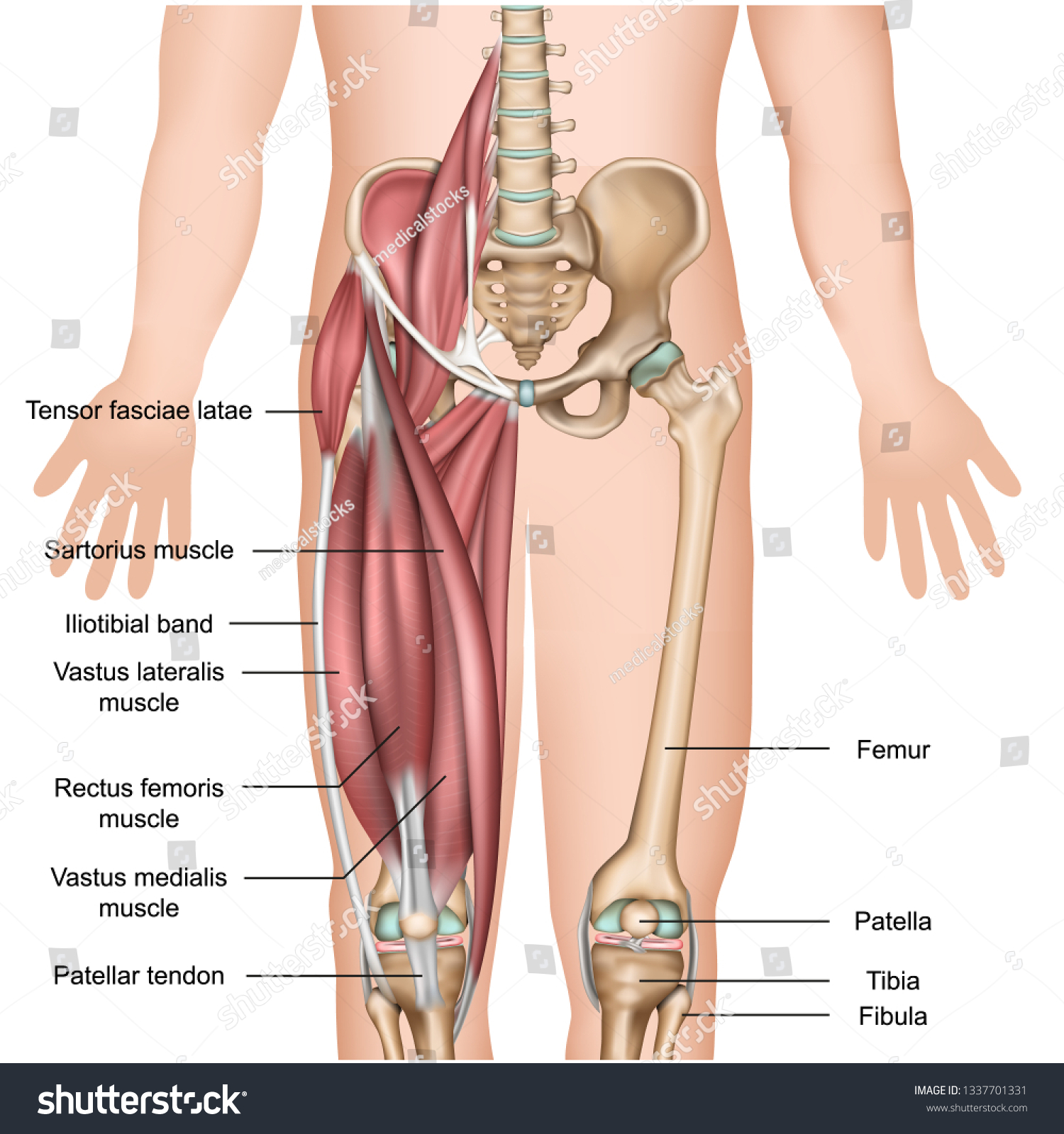 Leg Muscle Anatomy 3d Medical Vector Stock Vector Royalty Free 1337701331