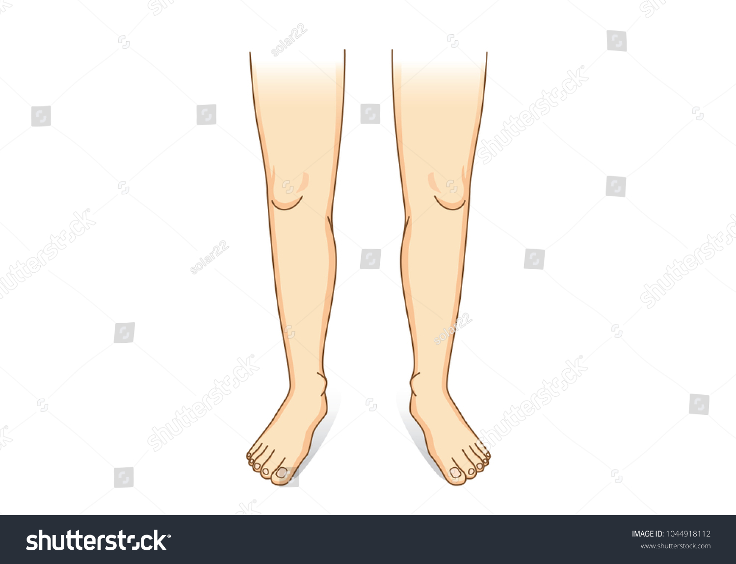 Leg Vector Front View Illustration About Stock Vector (Royalty Free ...