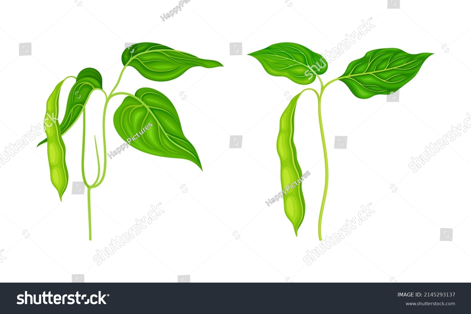 Legume Plants Green Leaves Pods Vector Stock Vector (Royalty Free ...